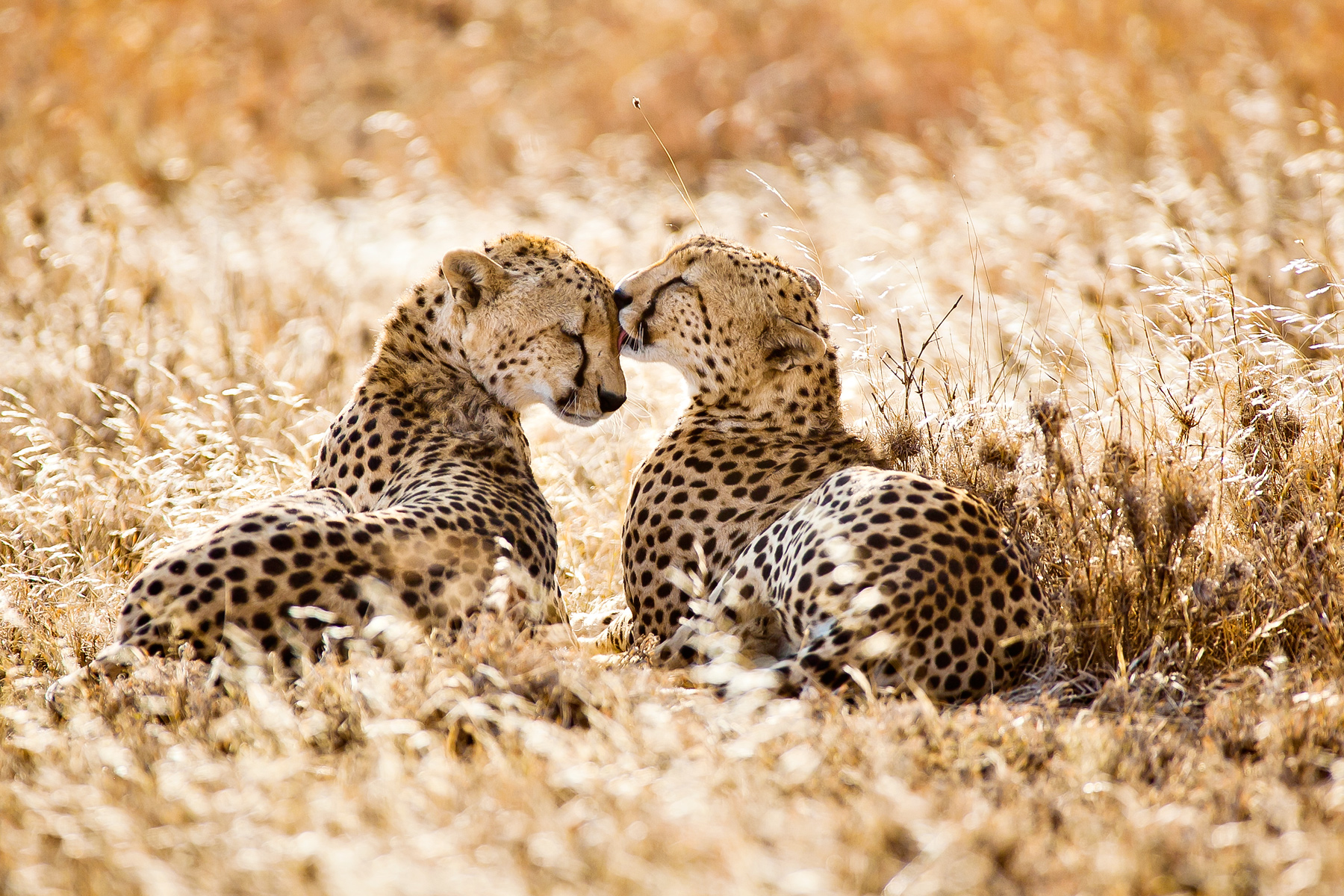 Cheetahs rest nose-to-nose in dry grassland