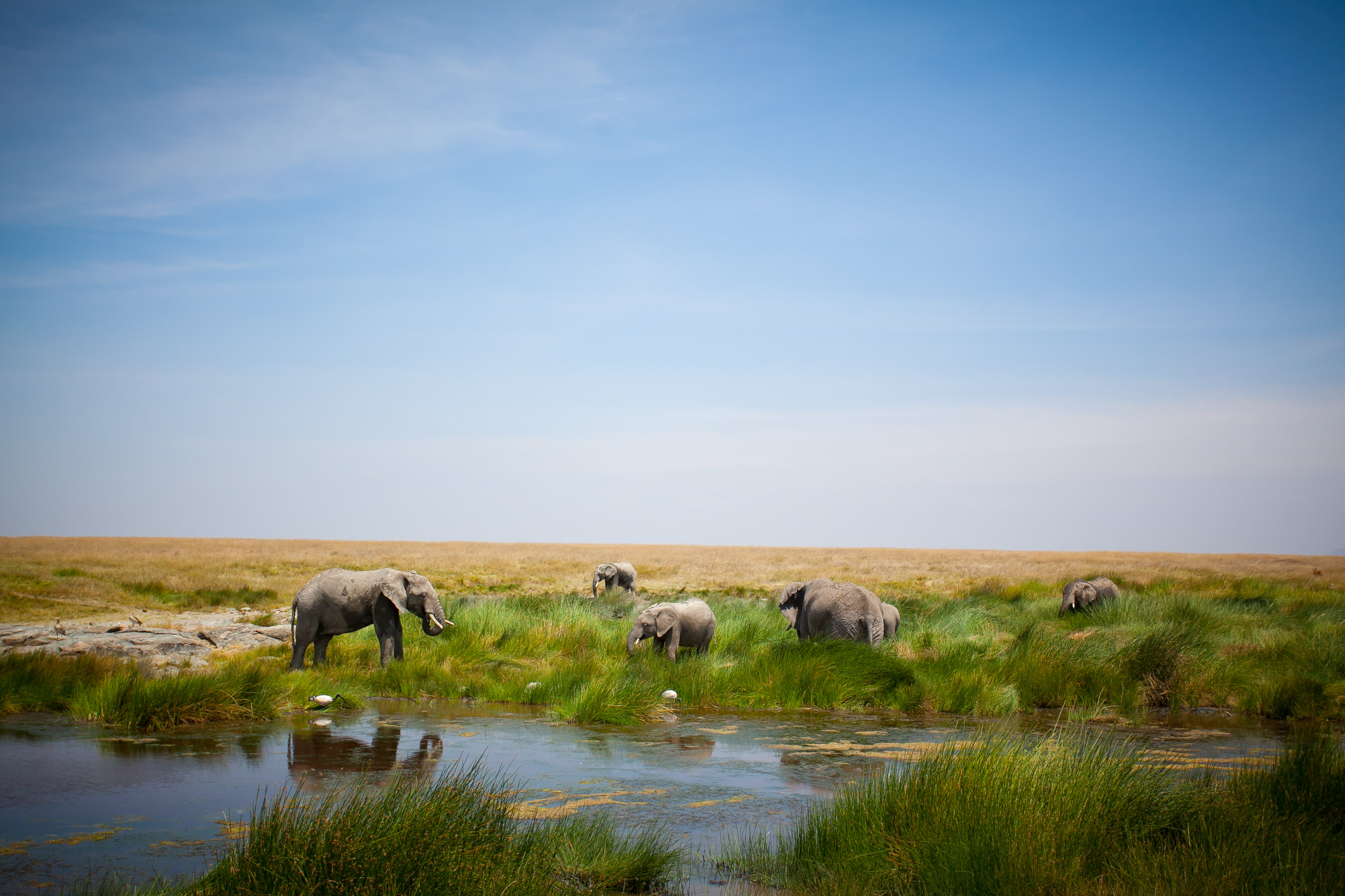 Student travelers watch elephants graze along a grassy watering hole under open sky