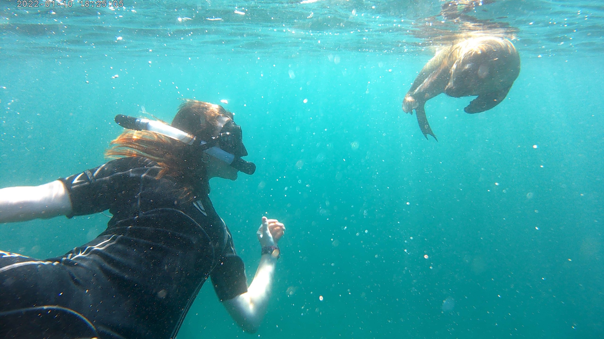 On a school trip, a snorkeler swims underwater near a sea lion in the Galápagos