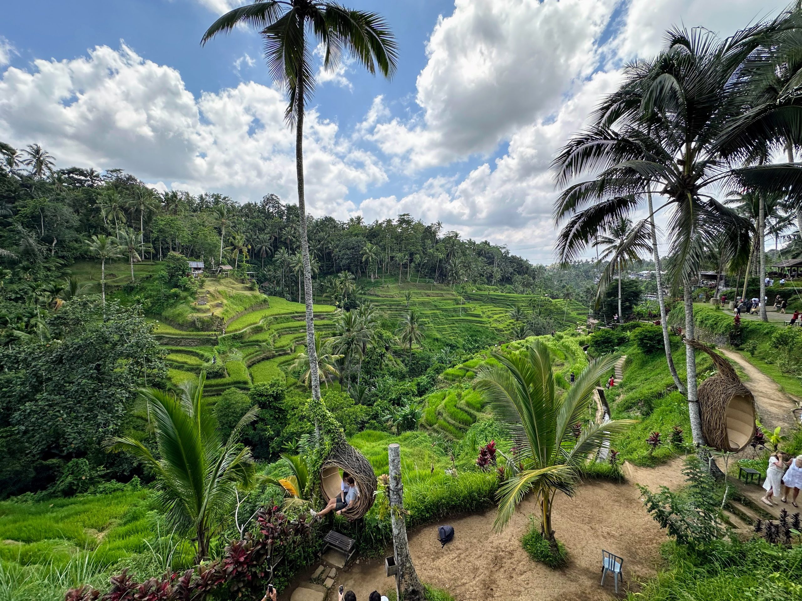 Lush green rice terraces in Tegalalang, Bali, with palm trees and scenic pathways.
