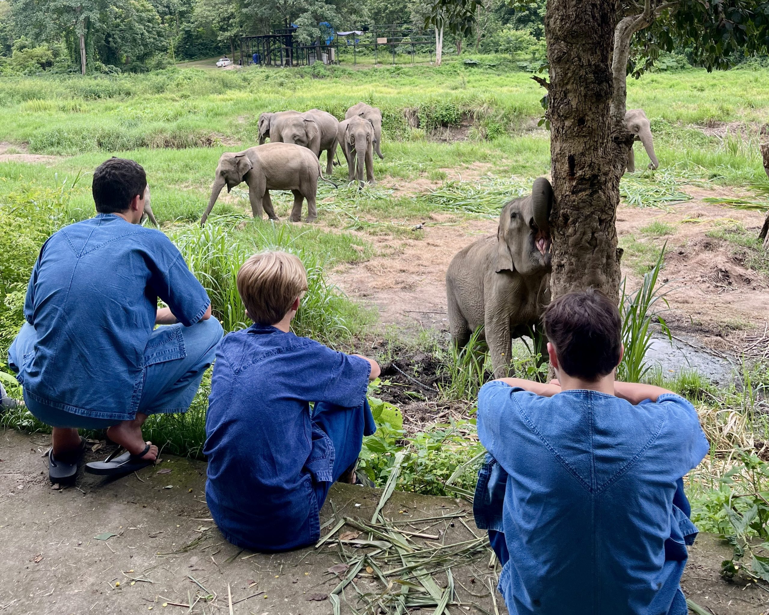 Thailand Student Travel and Volunteer Program: students watching elephants at a conservation center.