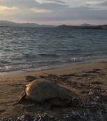Turtle On The Beach In Greece
