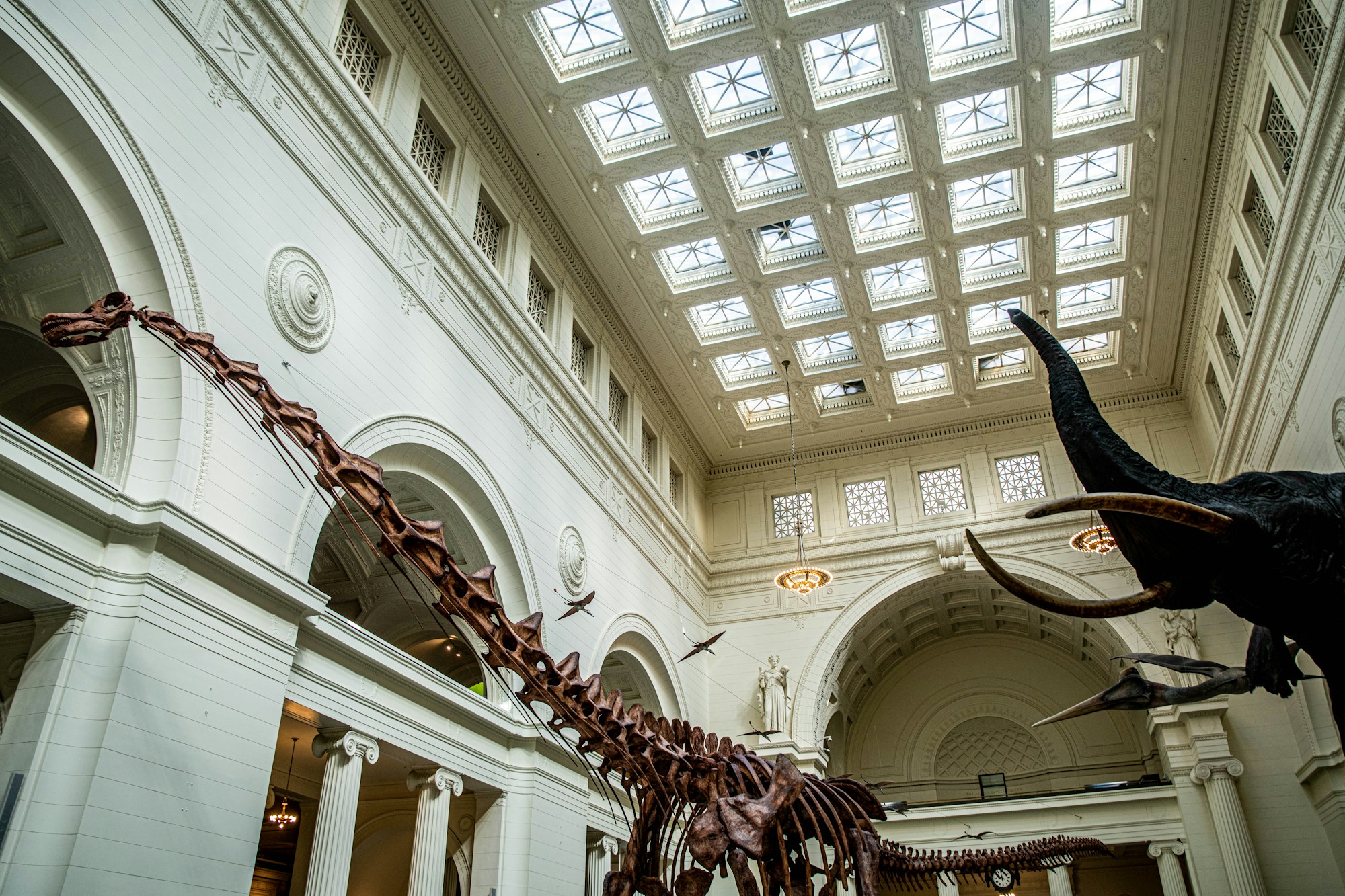 A dinosaur skeleton under the glass roof of the Field Museum's great hall, Chicago.