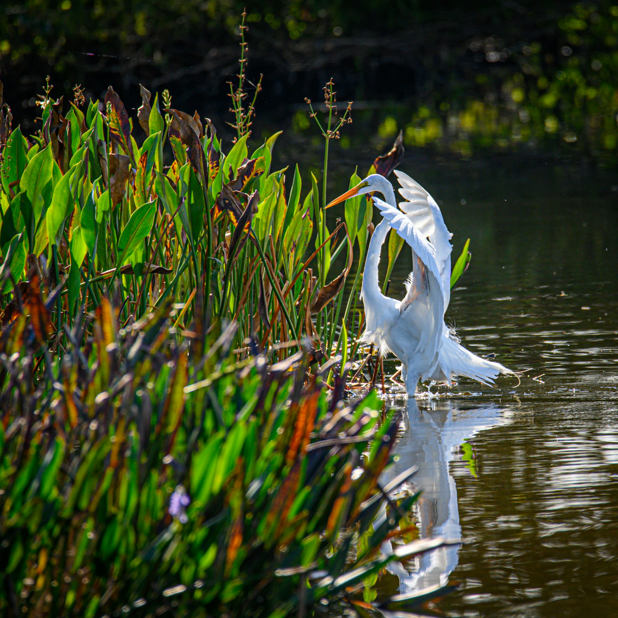 A great egret at the water's edge in a Florida wetland.