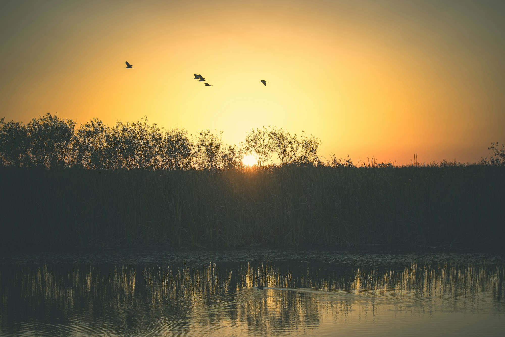 Birds over open water at sunset in the Everglades.