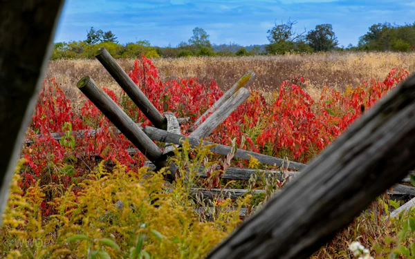 A split-rail fence and red autumn foliage on the Gettysburg battlefield.