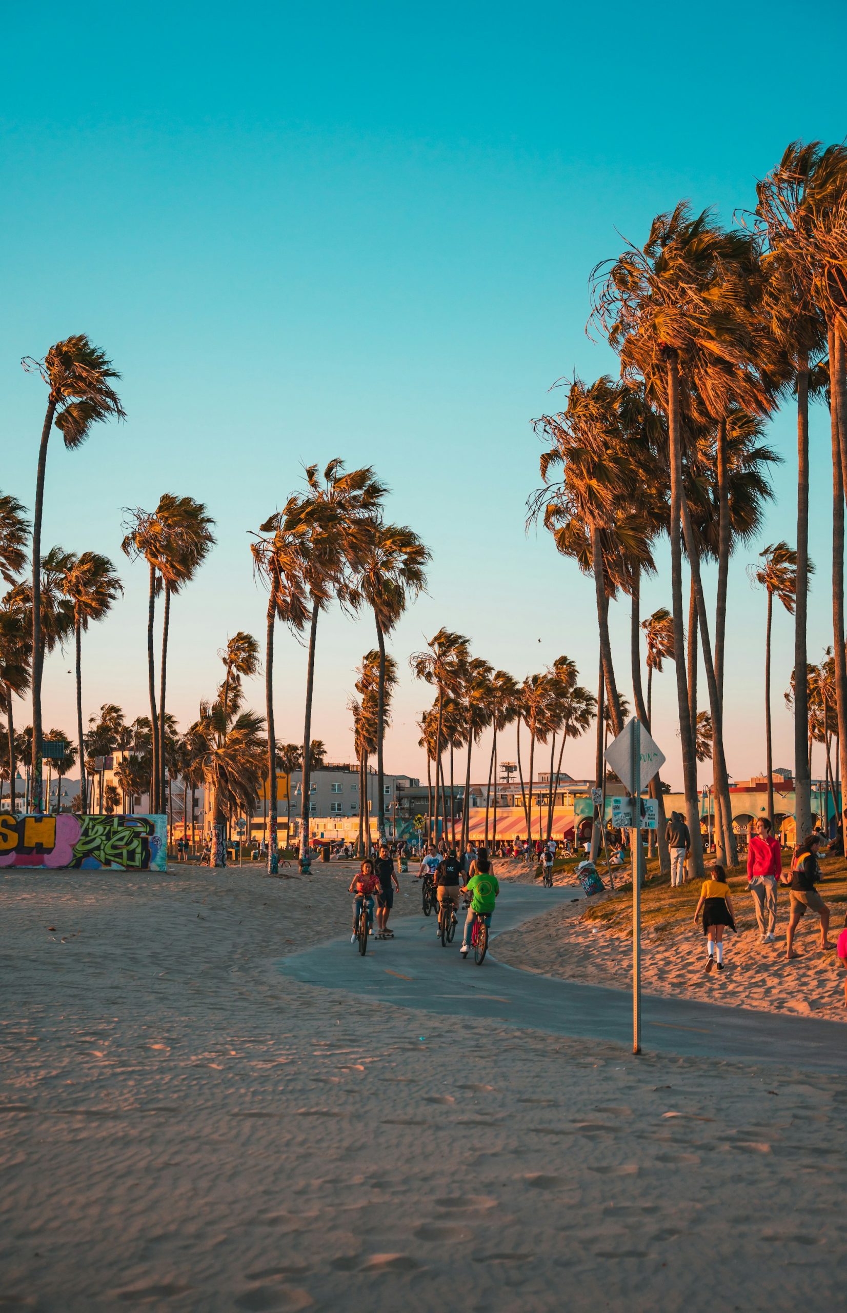 Palms along the Venice Beach boardwalk at sunset, Los Angeles.