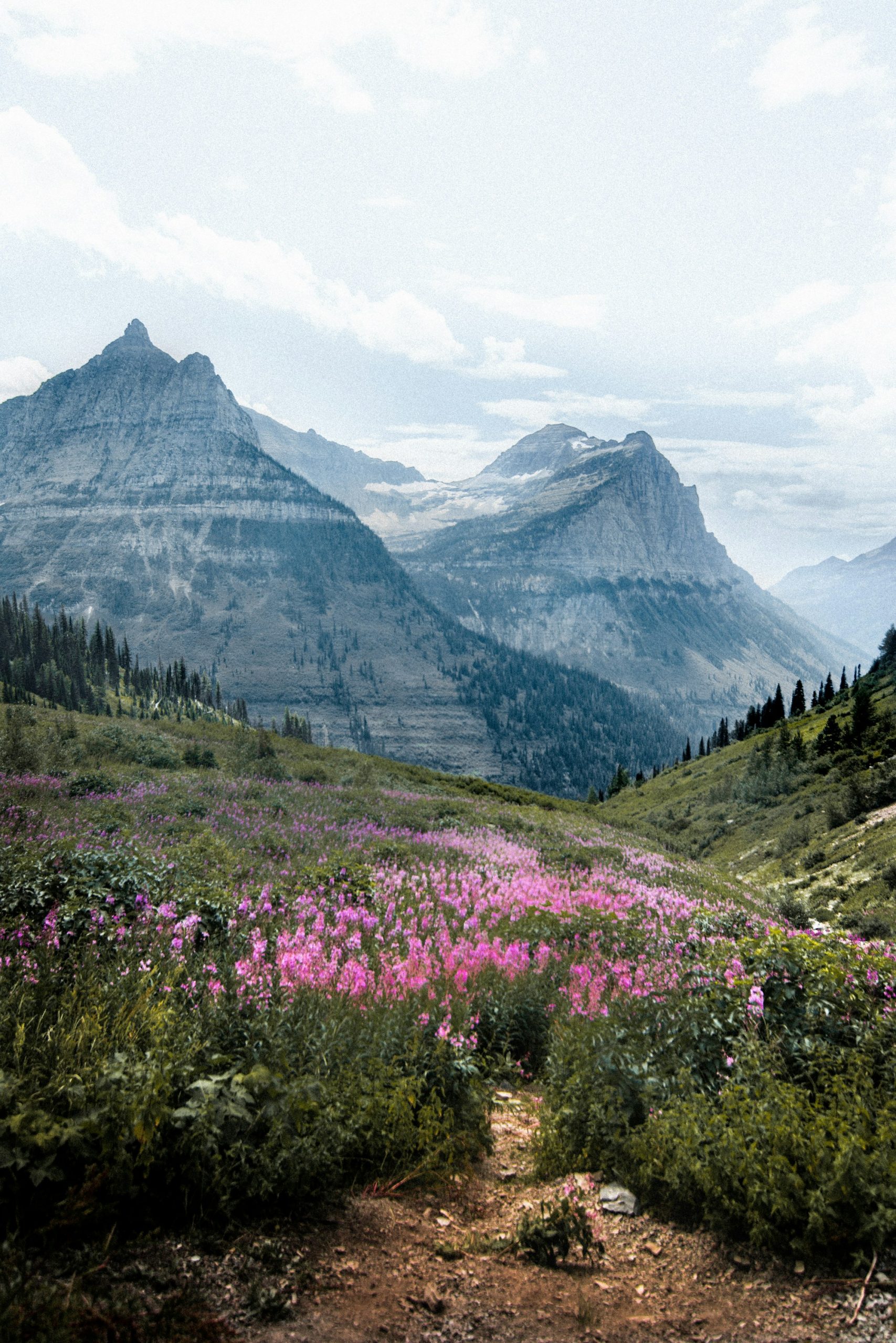 Wildflowers below a glacially cut peak in Glacier National Park.