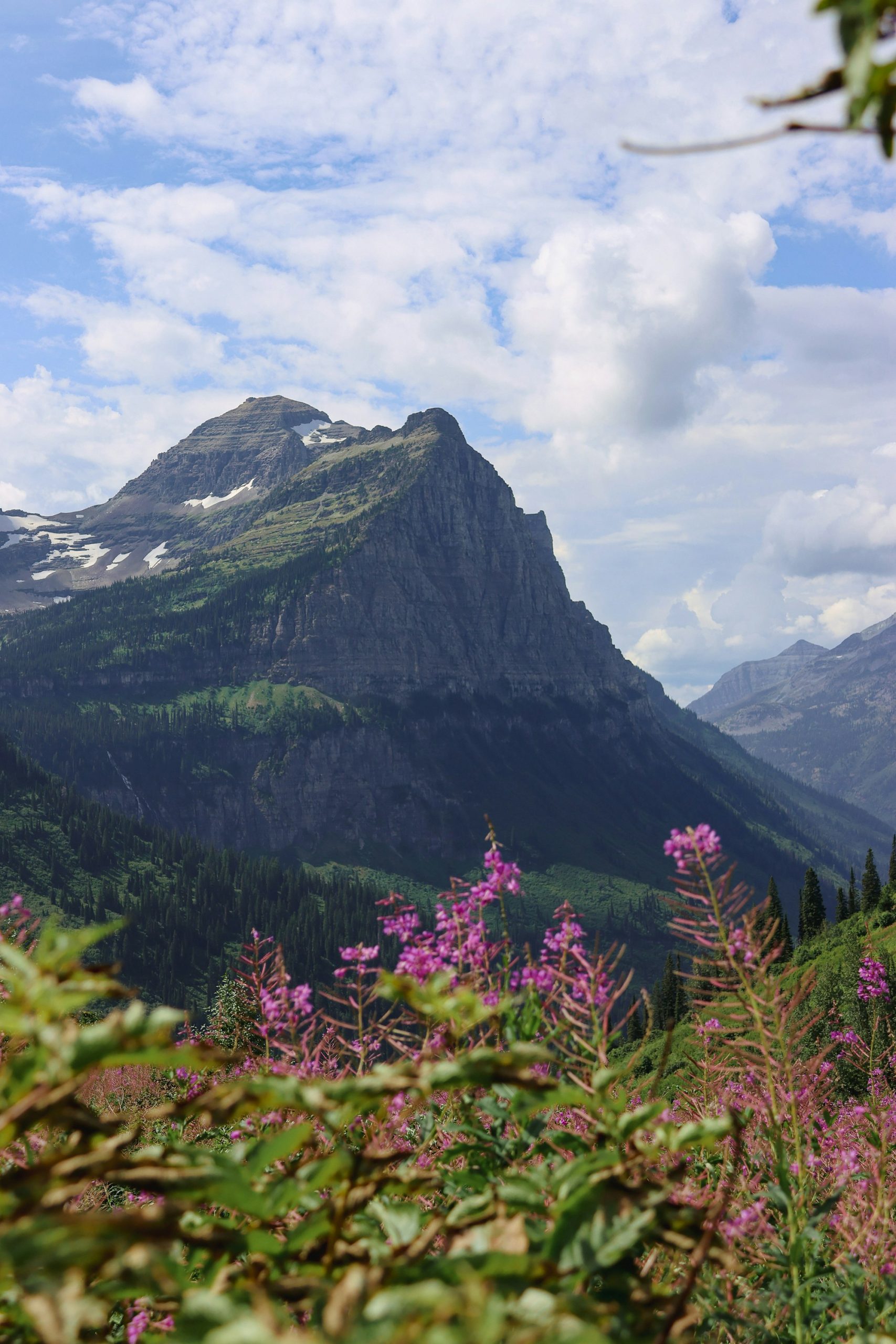 Fireweed on the slope below a Glacier National Park summit.