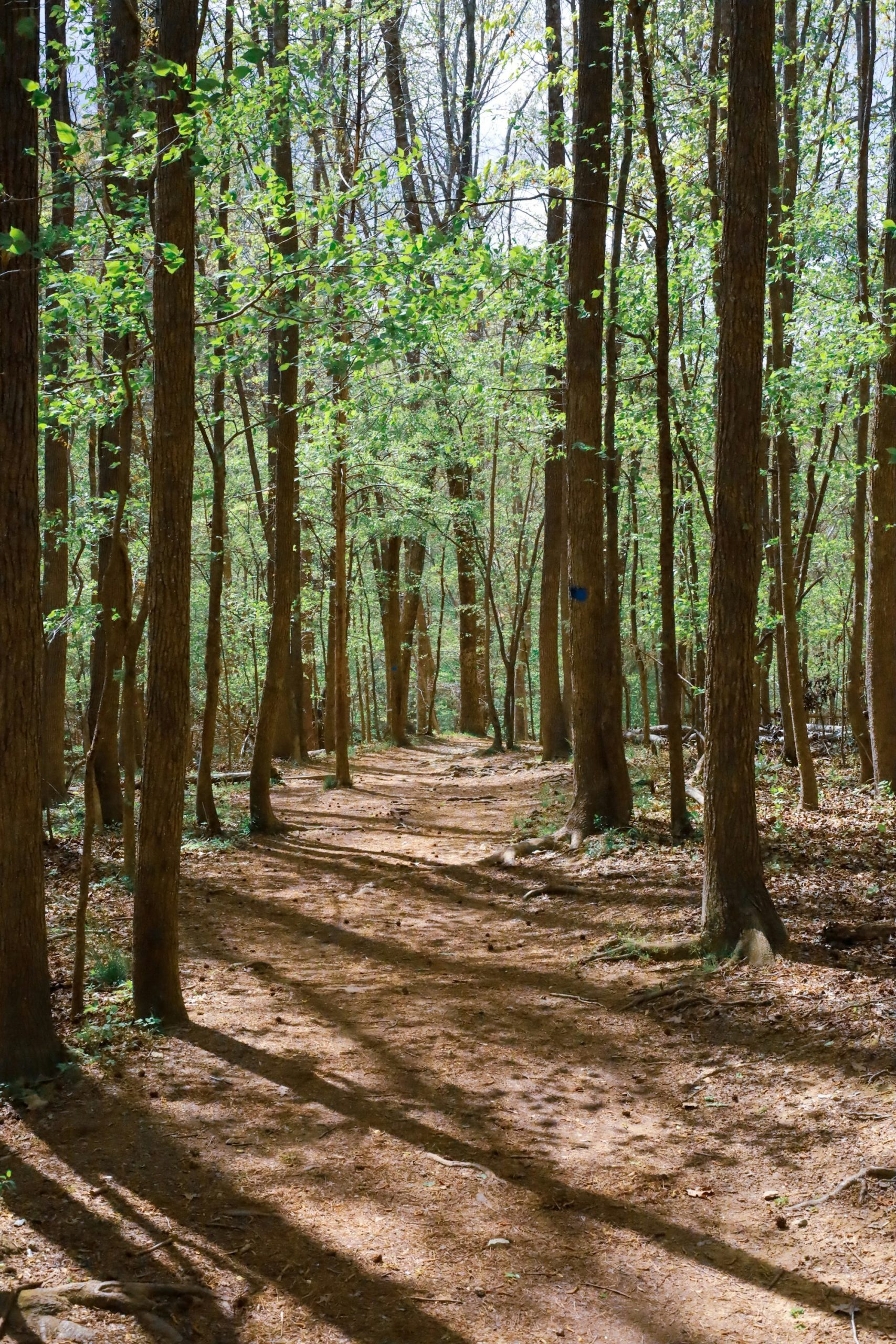 Pine woodland in the North Carolina piedmont.