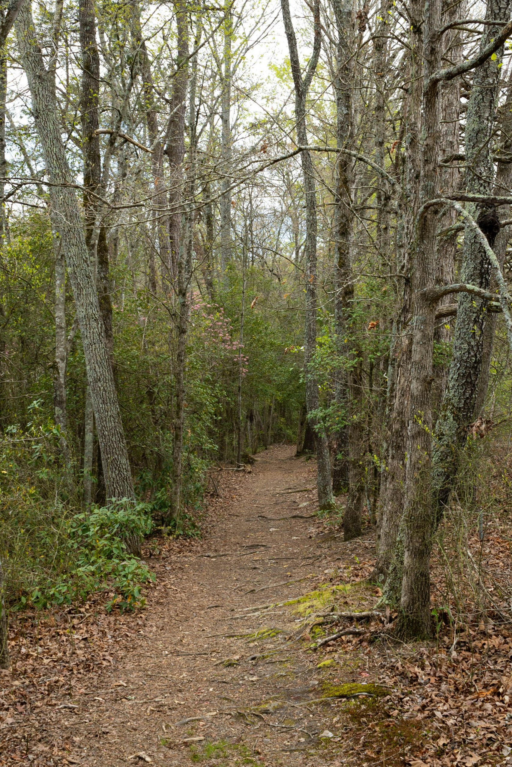 A trail through hardwood forest in the North Carolina piedmont.