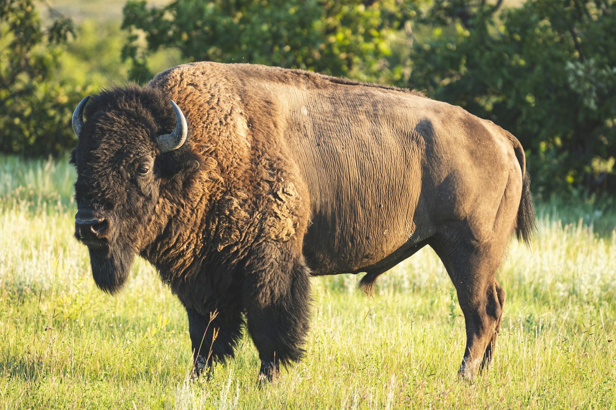 A bison standing in grassland in South Dakota.