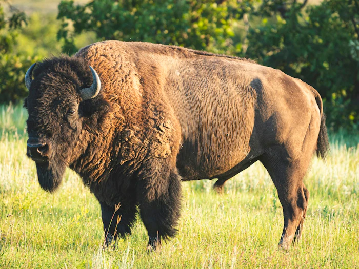 A bison standing in grassland in South Dakota.