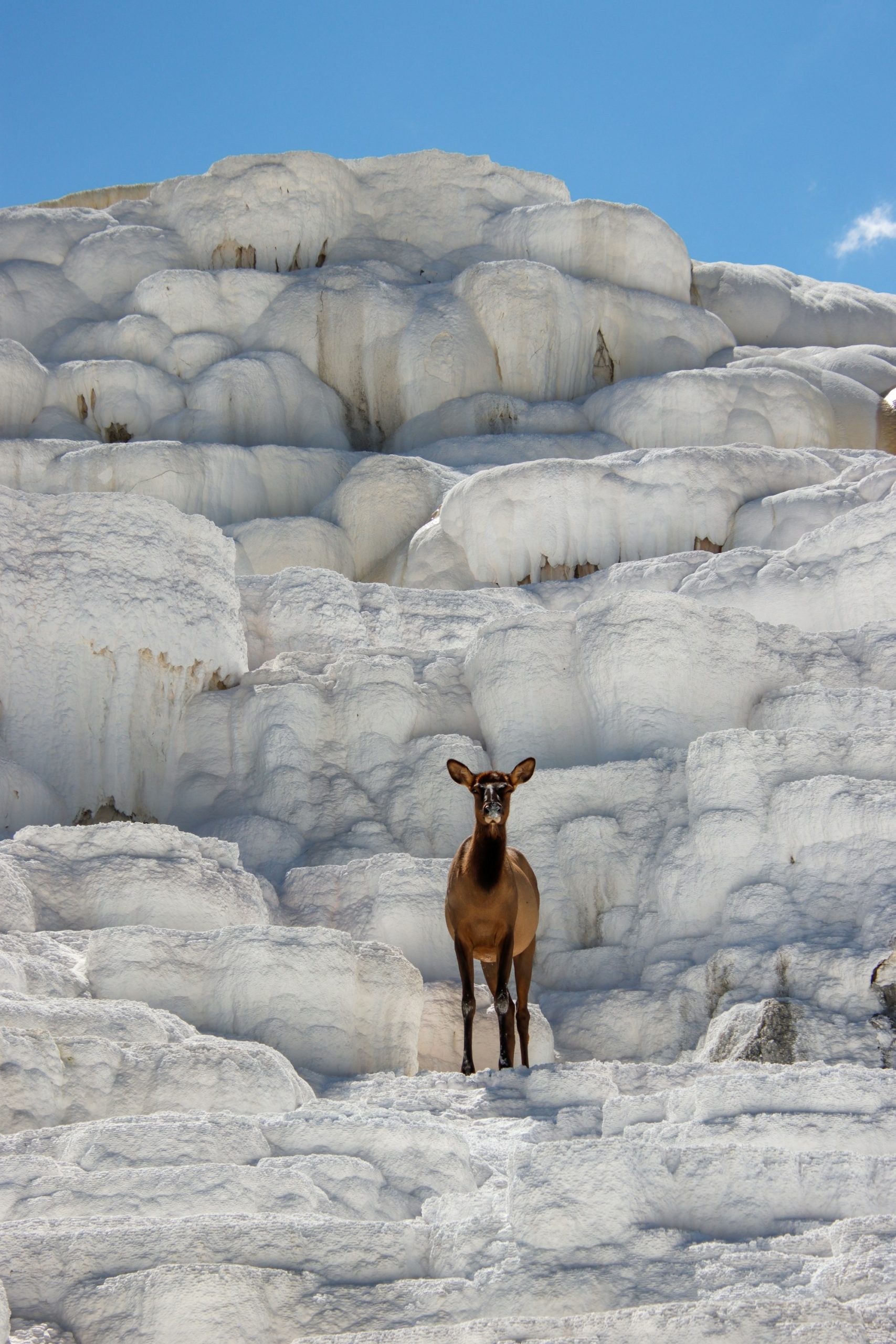 An elk standing on the travertine at Mammoth Hot Springs, Yellowstone.