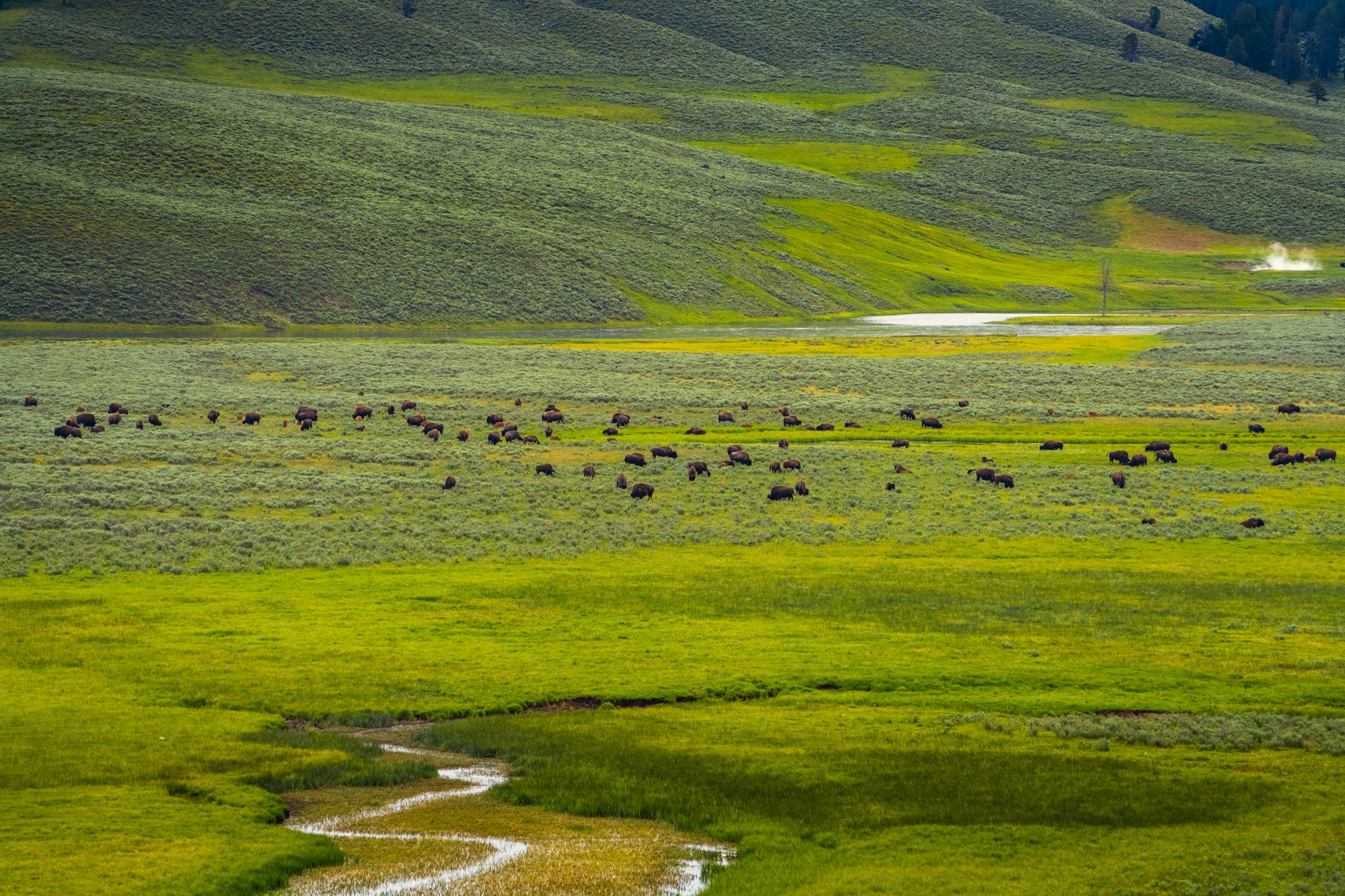 Bison grazing in a Yellowstone valley.