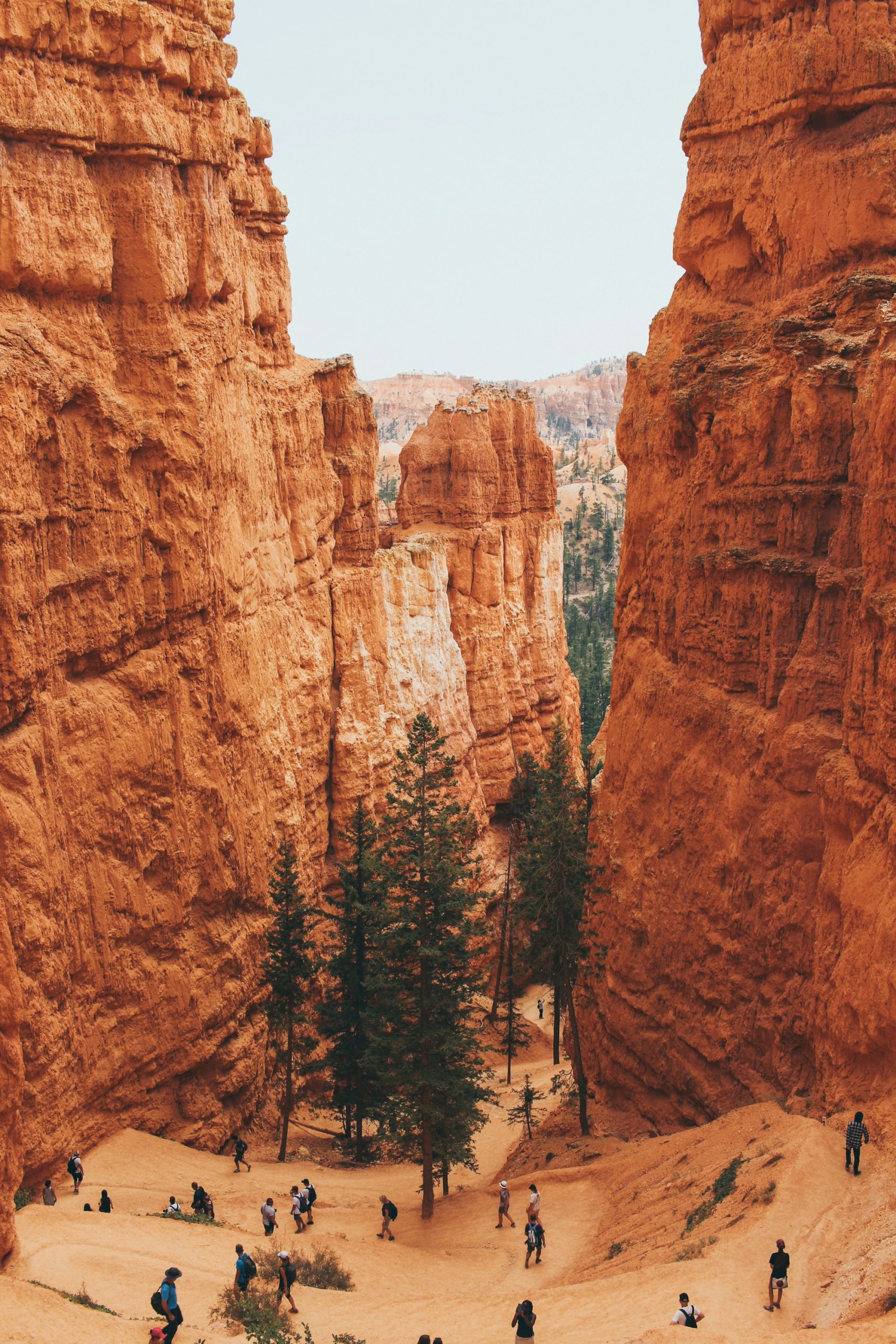 Hoodoo formations in the Bryce Canyon amphitheater.