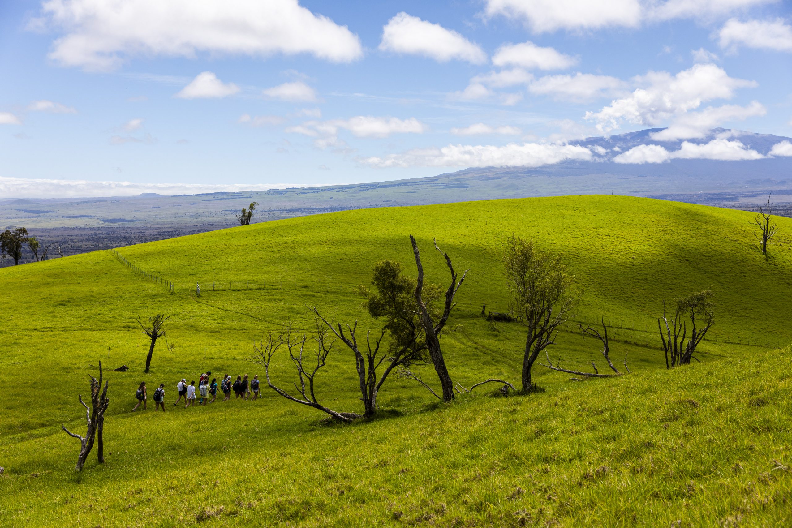 Rolling green hills with scattered trees under a bright blue sky.