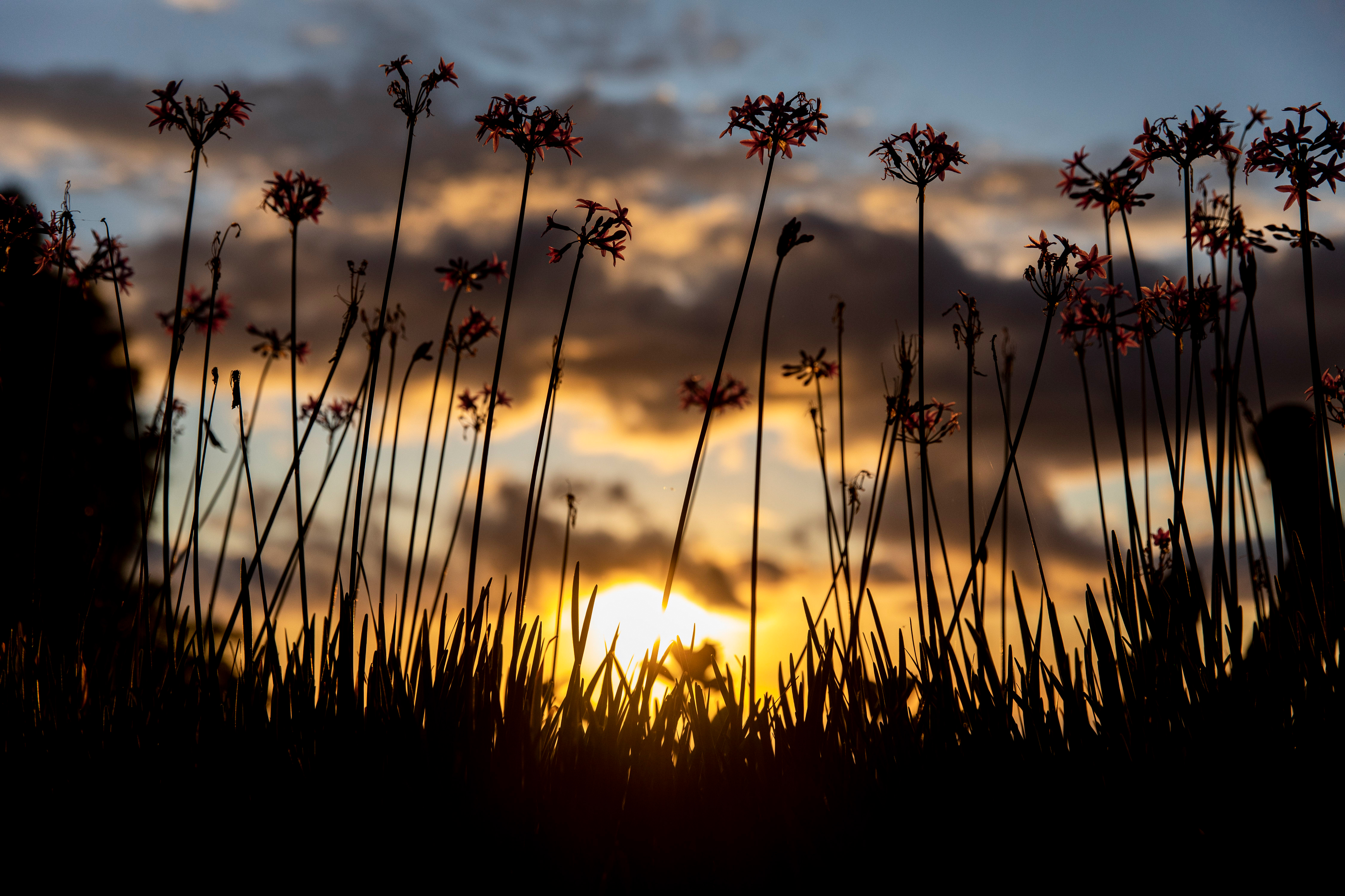 Tall grasses and flowering stalks silhouetted against a setting sun