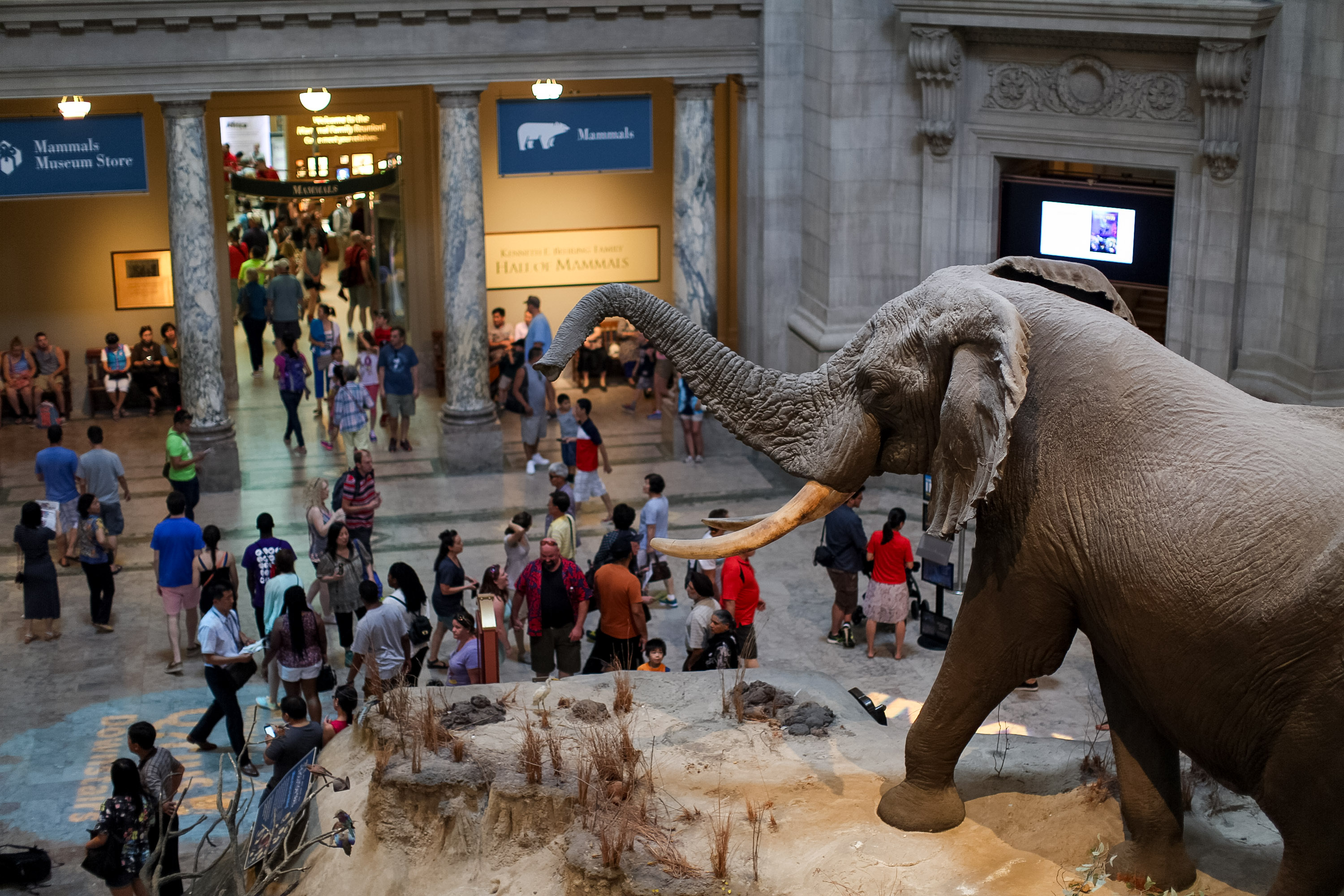 A taxidermy elephant display greets visitors in a museum's grand entrance hall