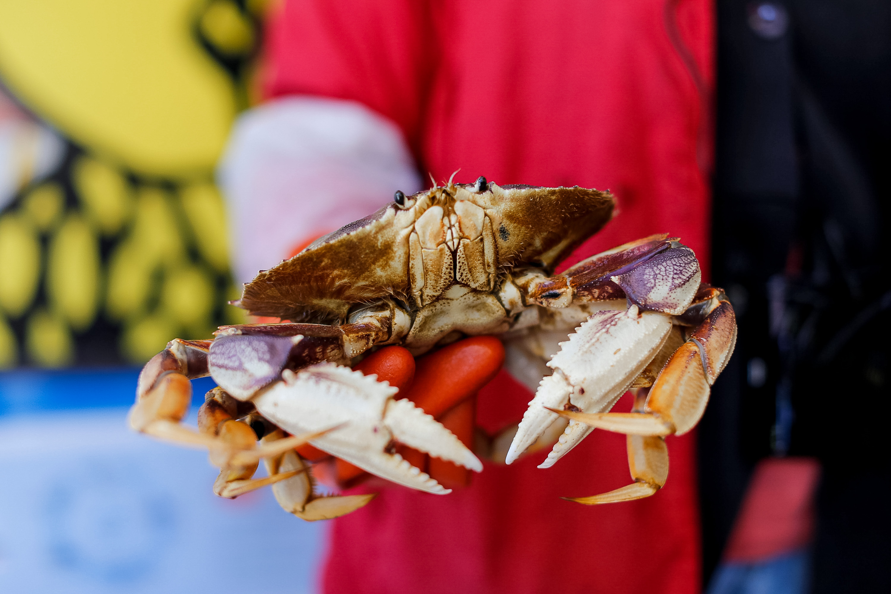 A Dungeness crab held up at a San Francisco wharf stall.