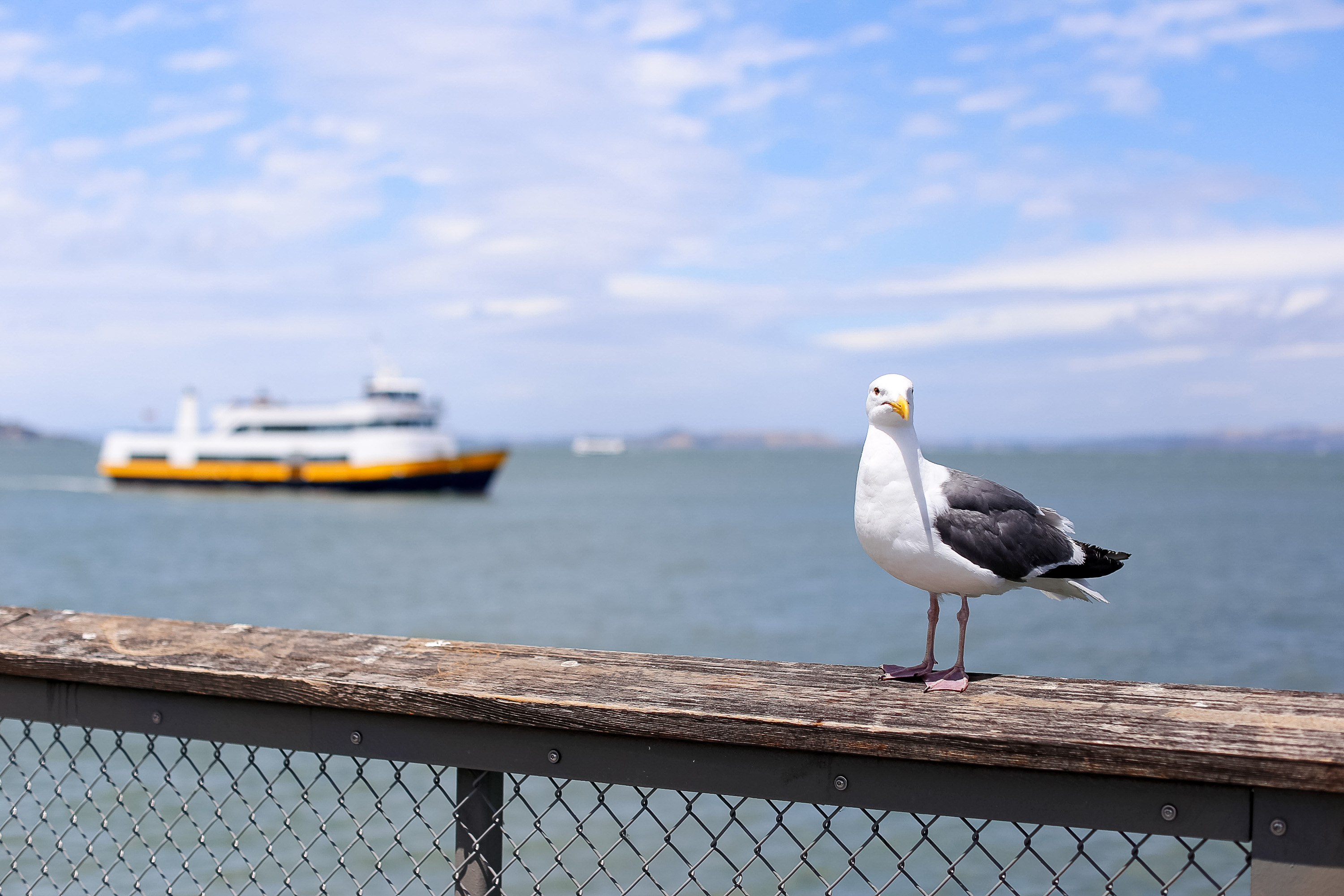 A seagull perches on a wooden railing with a ferry crossing the bay in the United States behind it