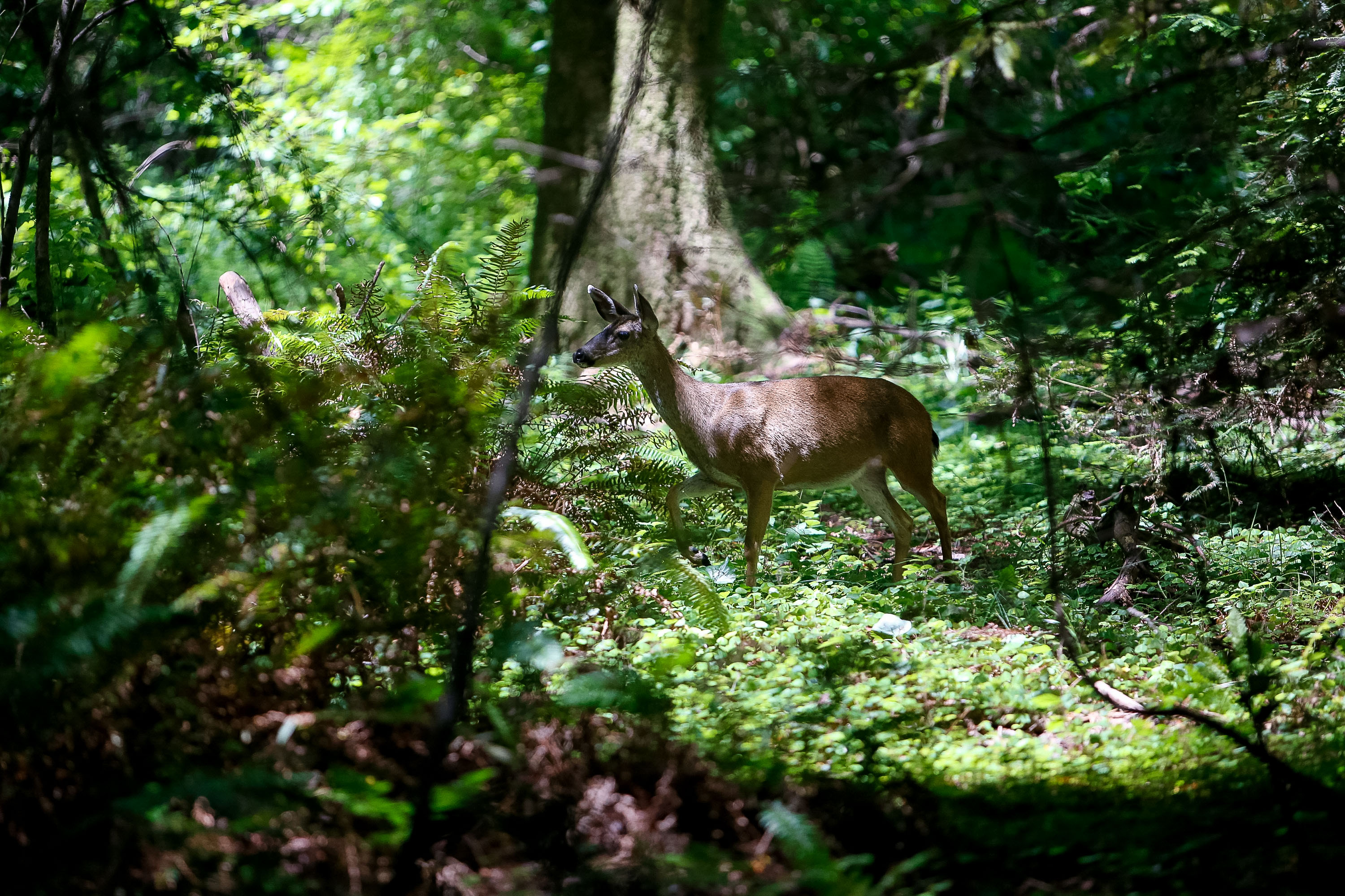 A mule deer in dappled forest light.