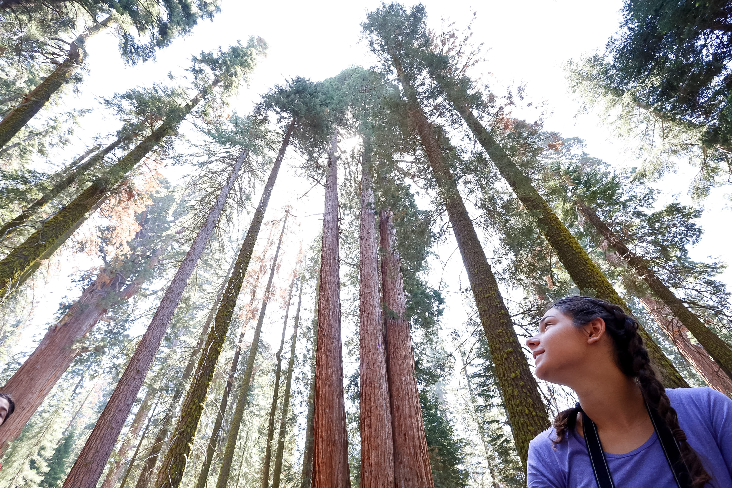 On a school trip, a student looks up at towering redwoods in Muir Woods