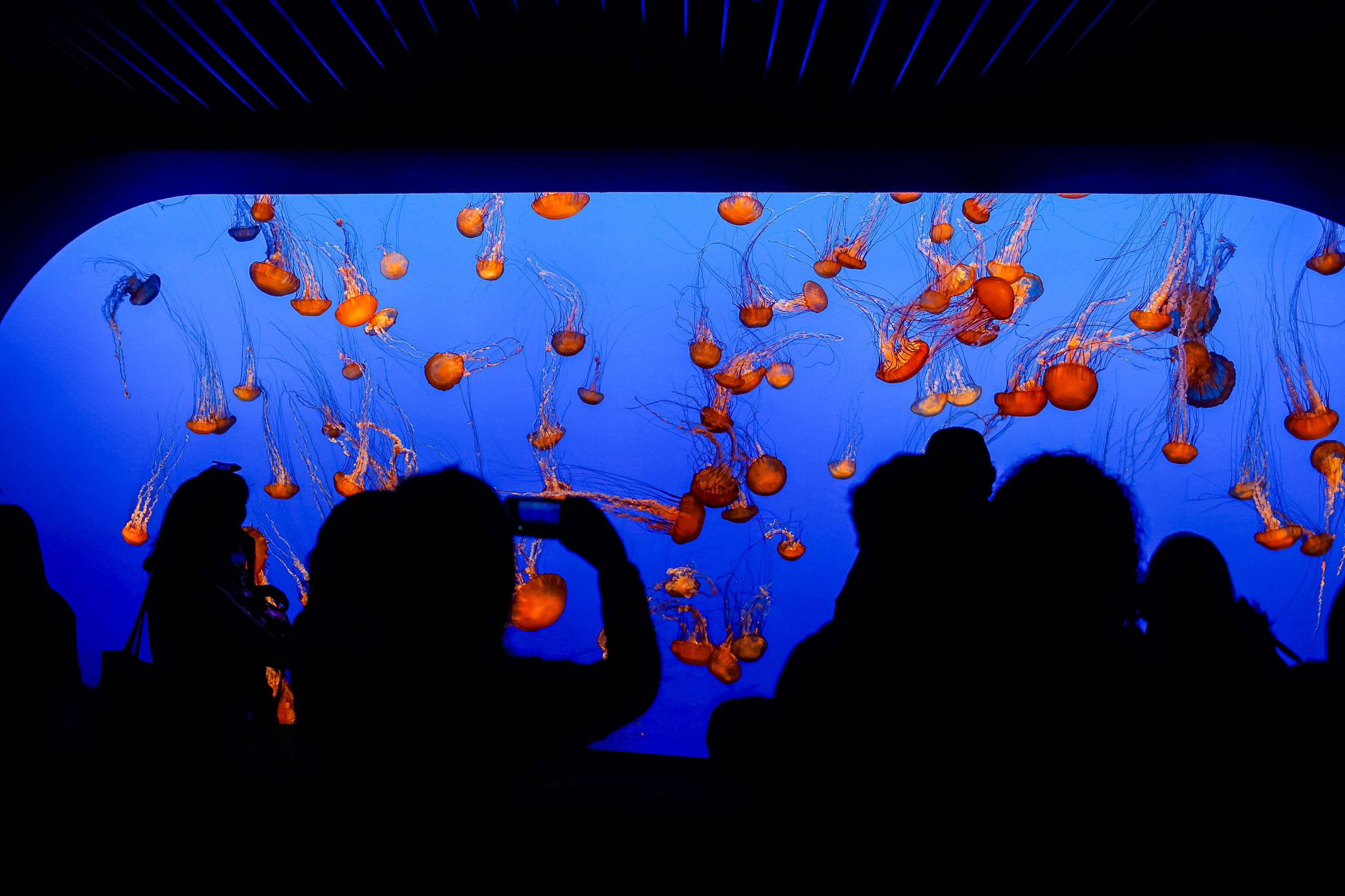 Visitors study the jellyfish displays at the Monterey Bay Aquarium.