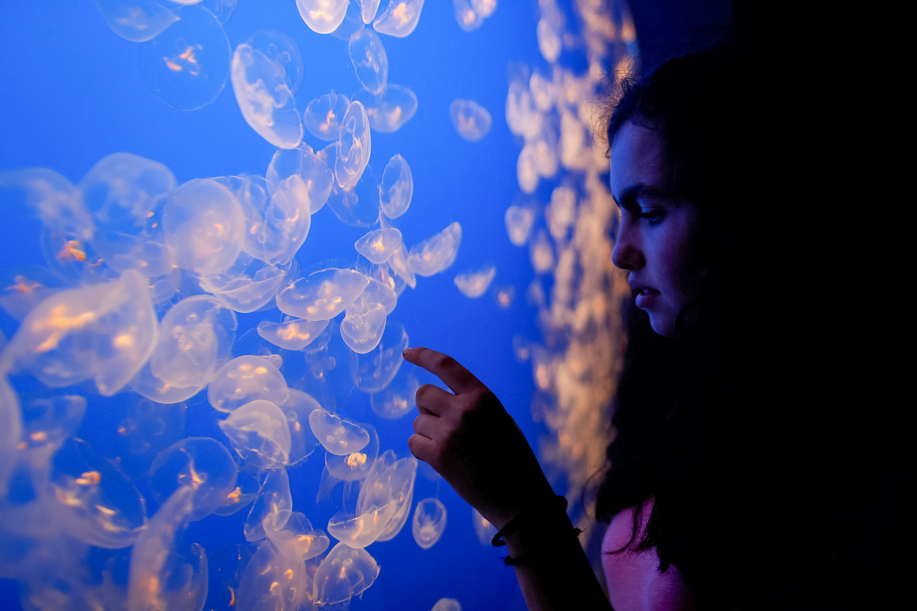 A student observes moon jellies in an aquarium display.