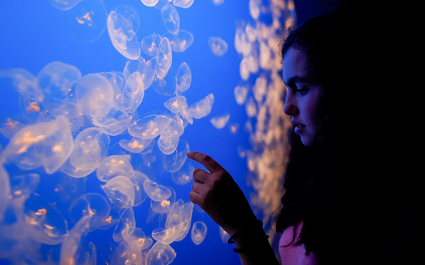 A student observes moon jellies in an aquarium display.
