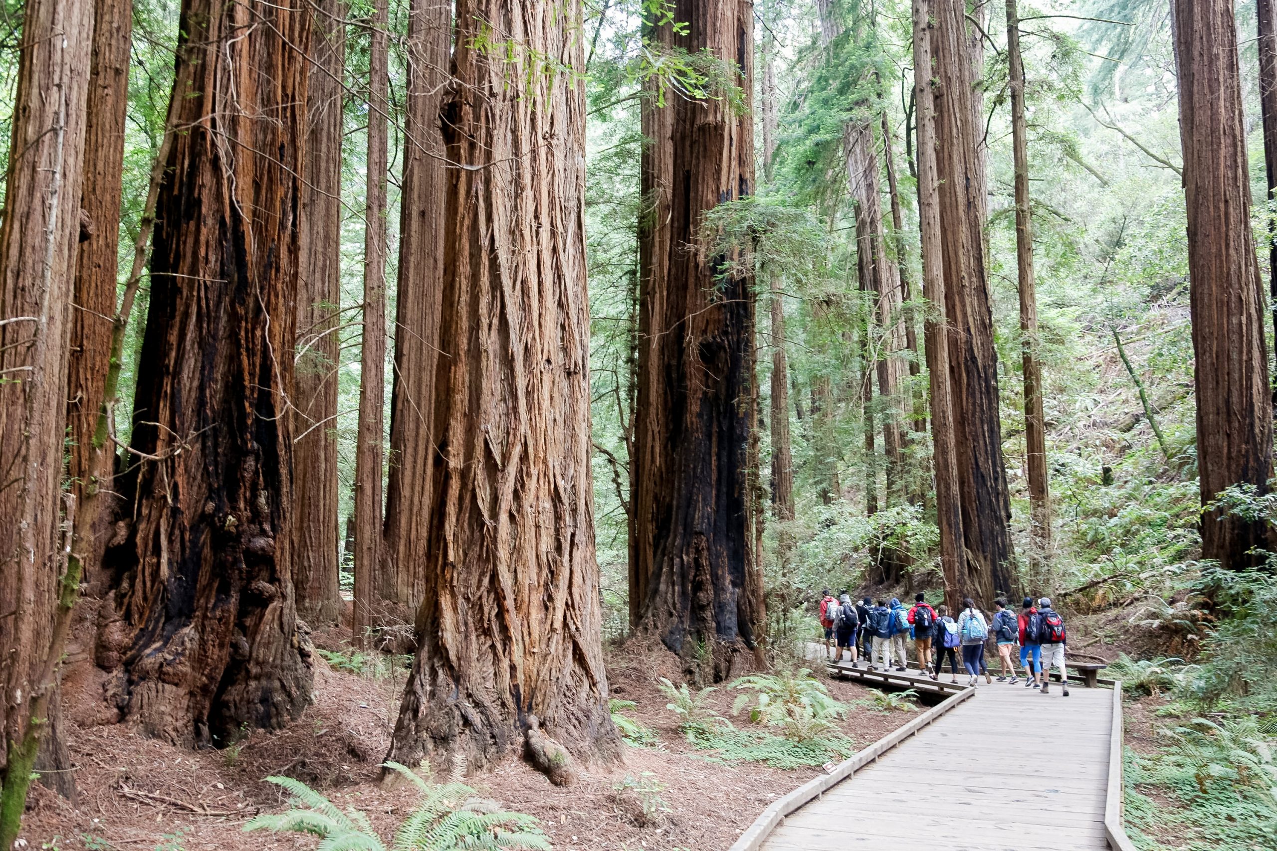 Students walk a boardwalk trail through towering redwood trees