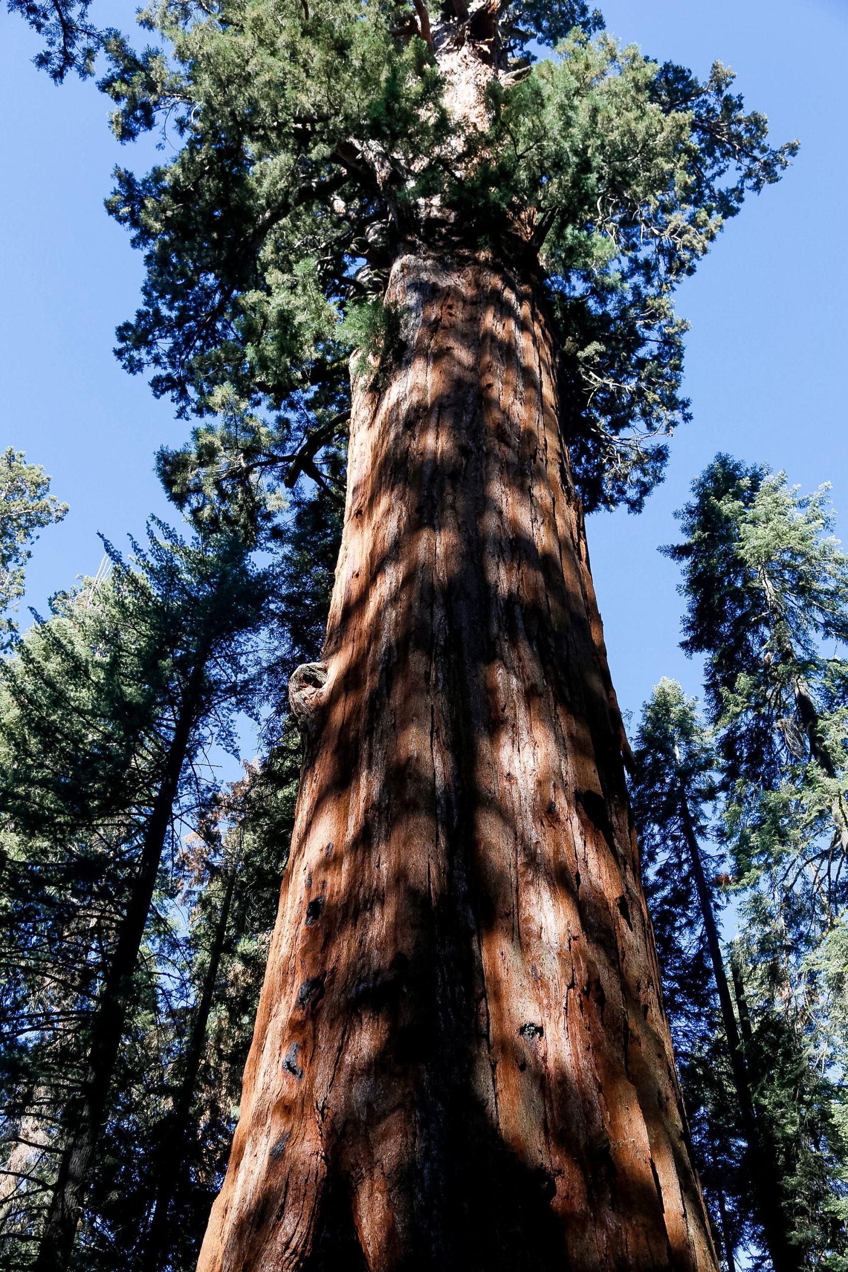 A towering giant sequoia tree with its massive trunk extending towards the sky.