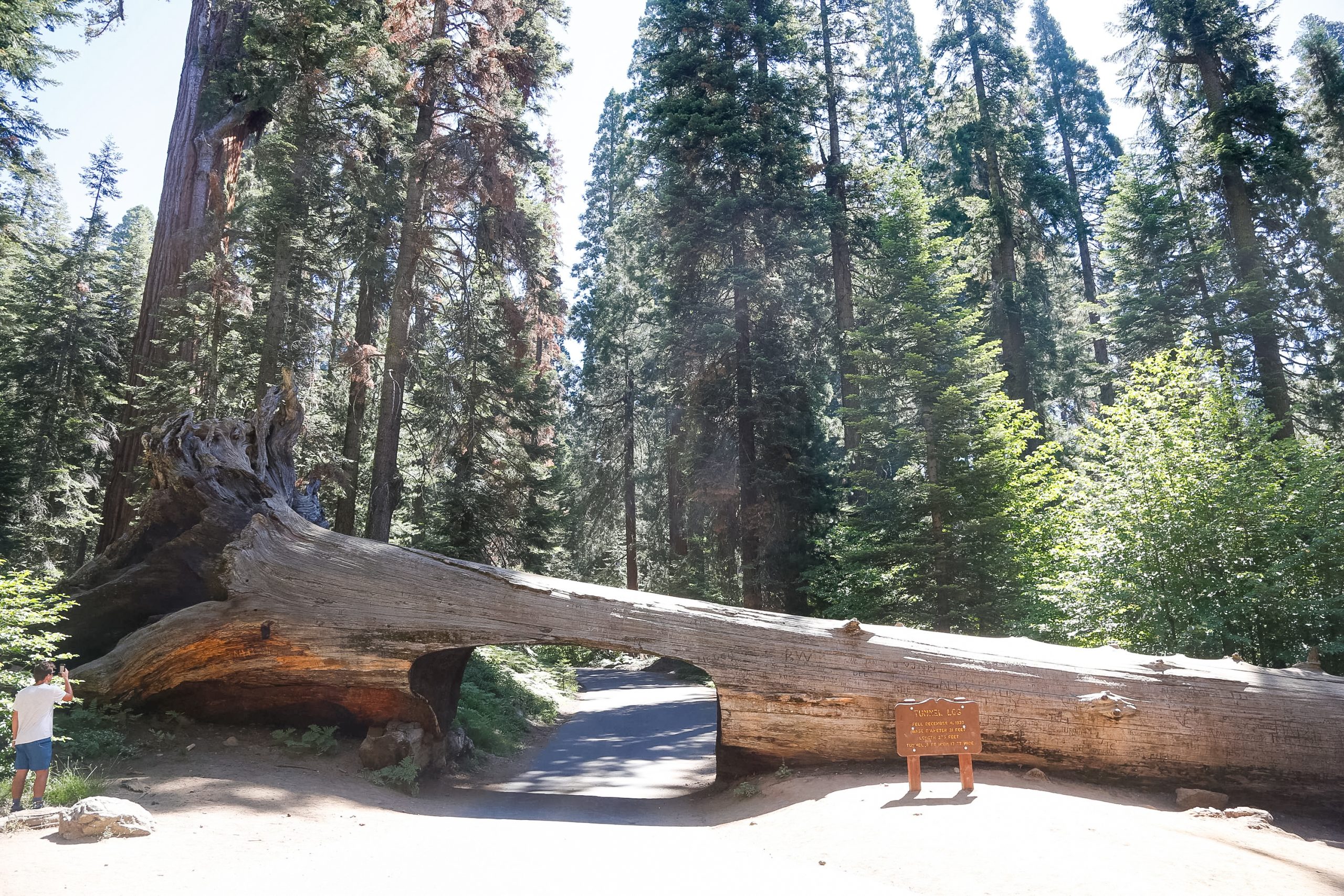The fallen Tunnel Log tree in Sequoia National Park with a car-sized gap for visitors to pass through.