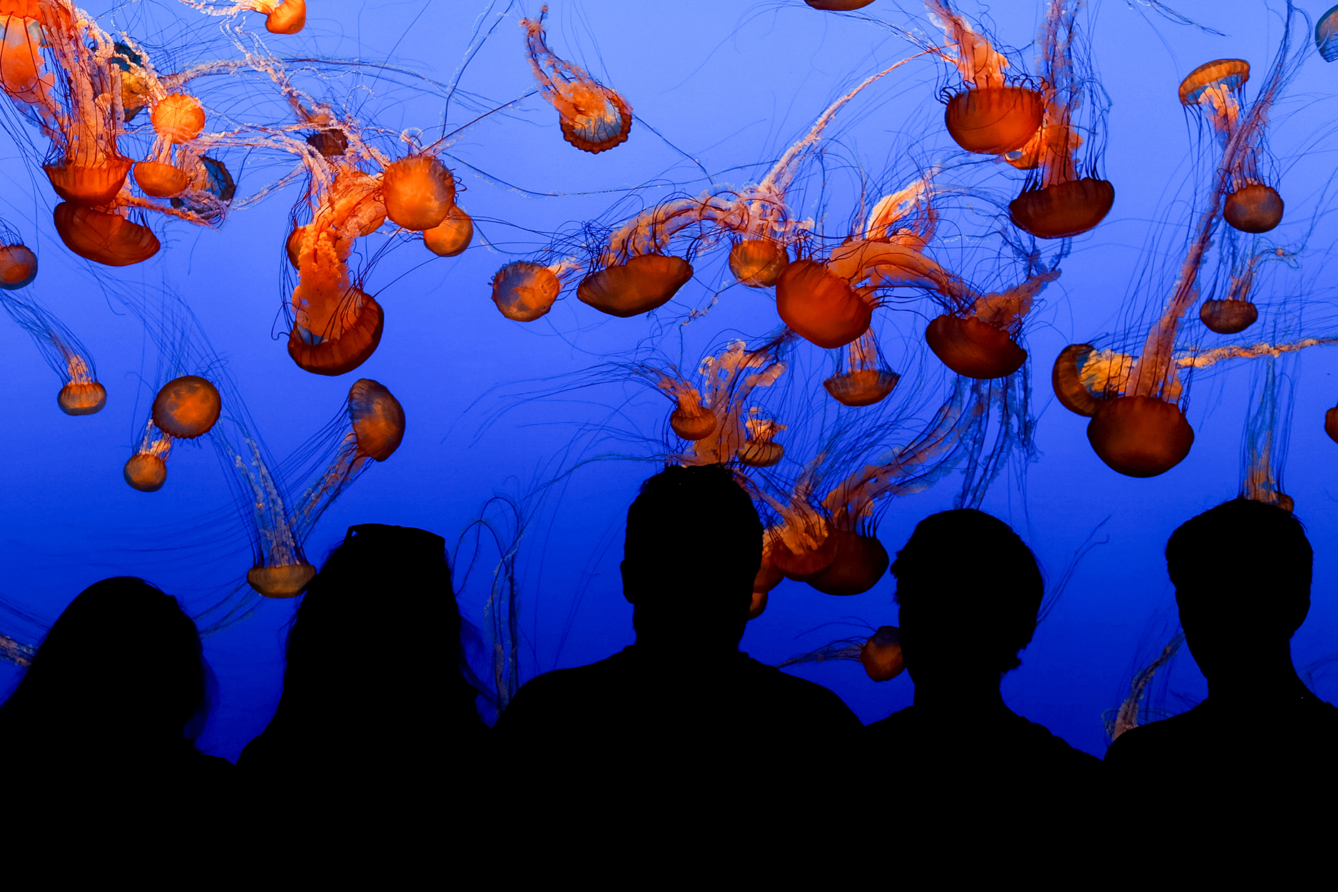 Sea nettles in the Monterey Bay Aquarium jelly gallery.