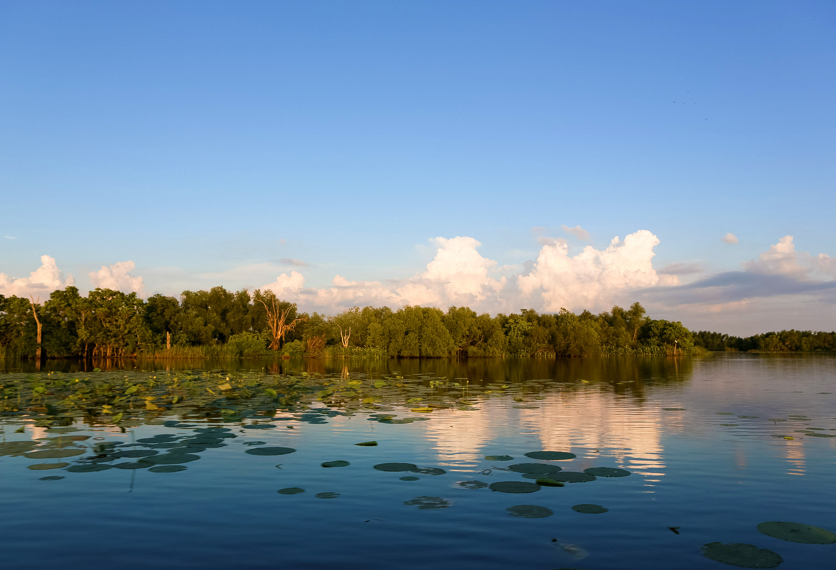 View of lake and trees in New Orleans.