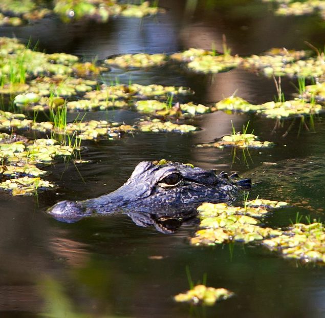 An alligator surfaces among lily pads in the bayou.
