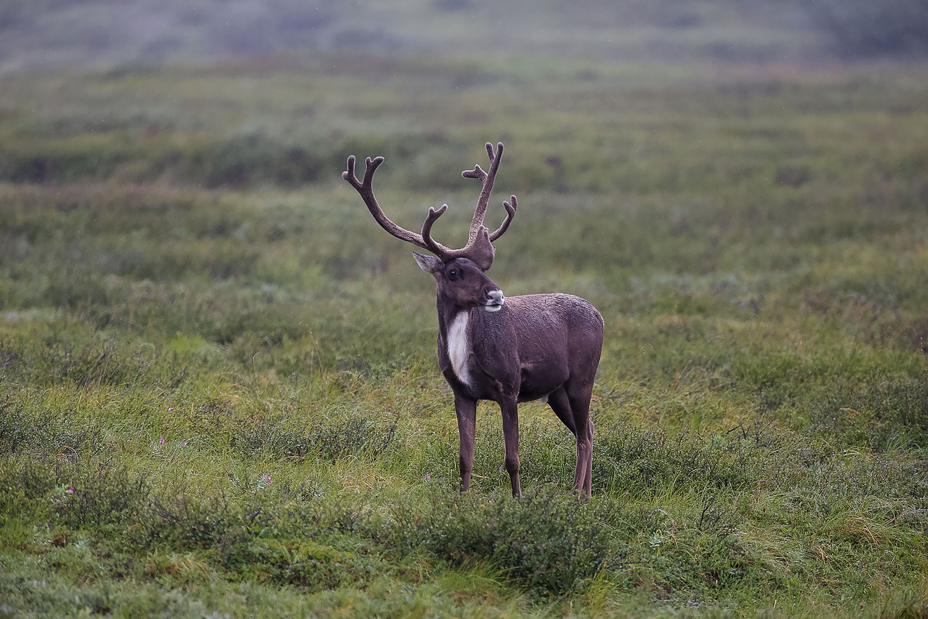 Teens pause to watch a caribou stand alert in an open grassy tundra field