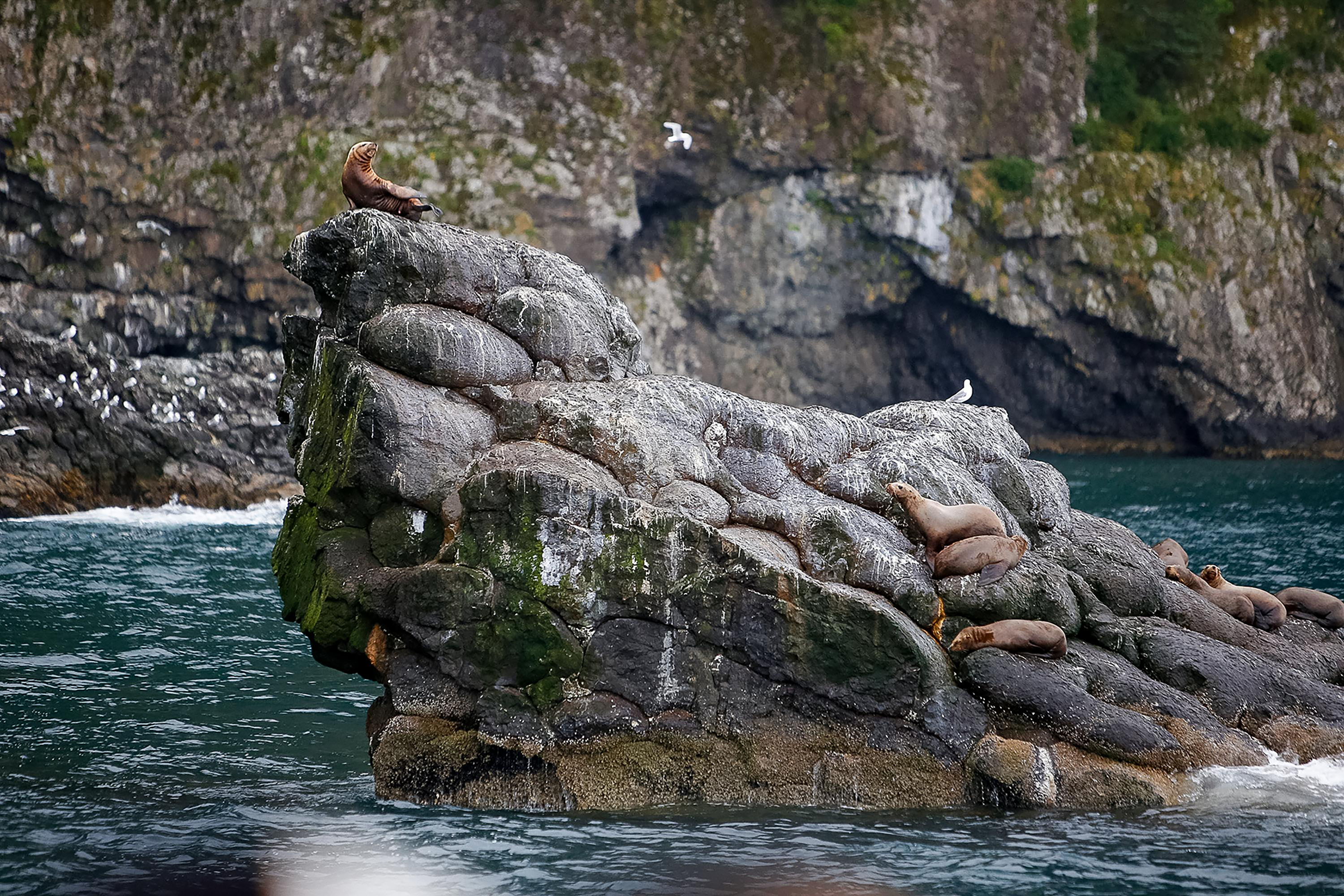Sea lions rest on a rocky outcrop along the Alaskan coastline