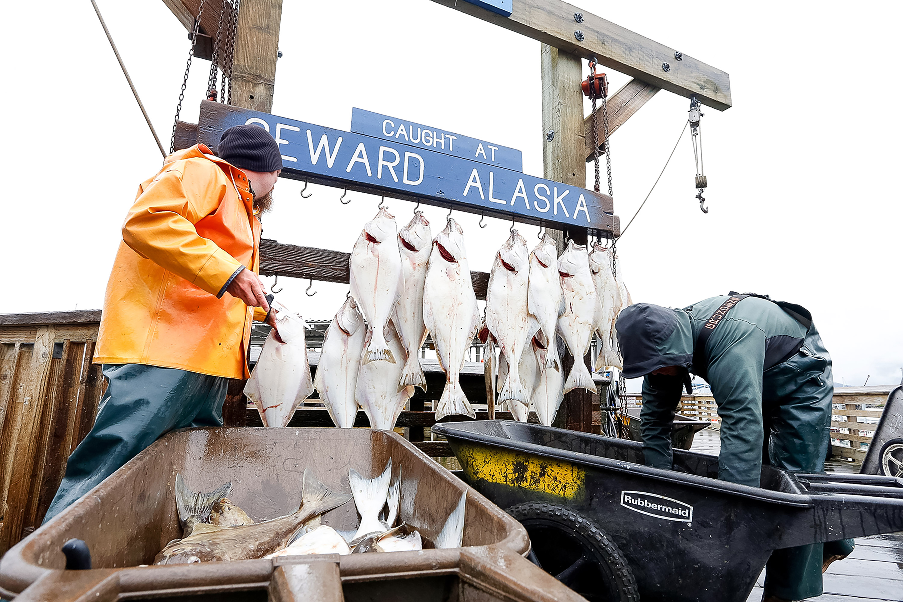 Halibut hang from hooks beneath a "Caught at Seward, Alaska" sign as workers sort the catch
