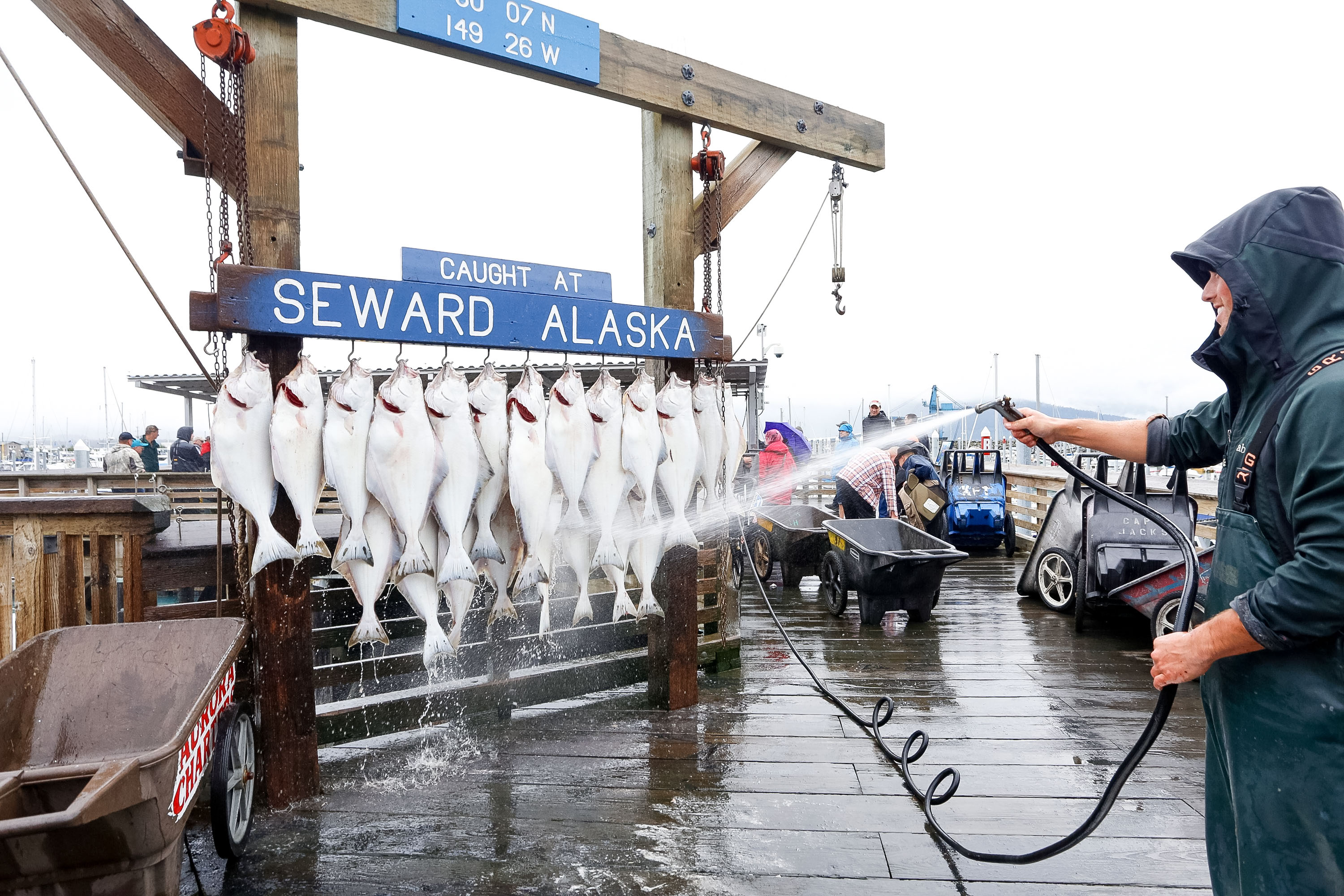 A person hoses down a row of hanging fish beneath a "Caught at Seward, Alaska" sign on the dock