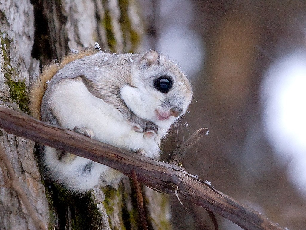 Small Japanese dwarf flying squirrel gliding at night