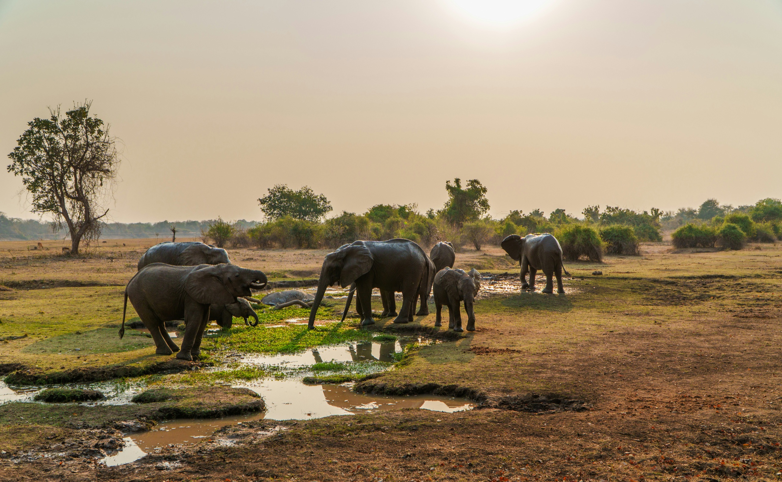 Elephants drink at a shallow waterhole on a dry plain under a hazy sun
