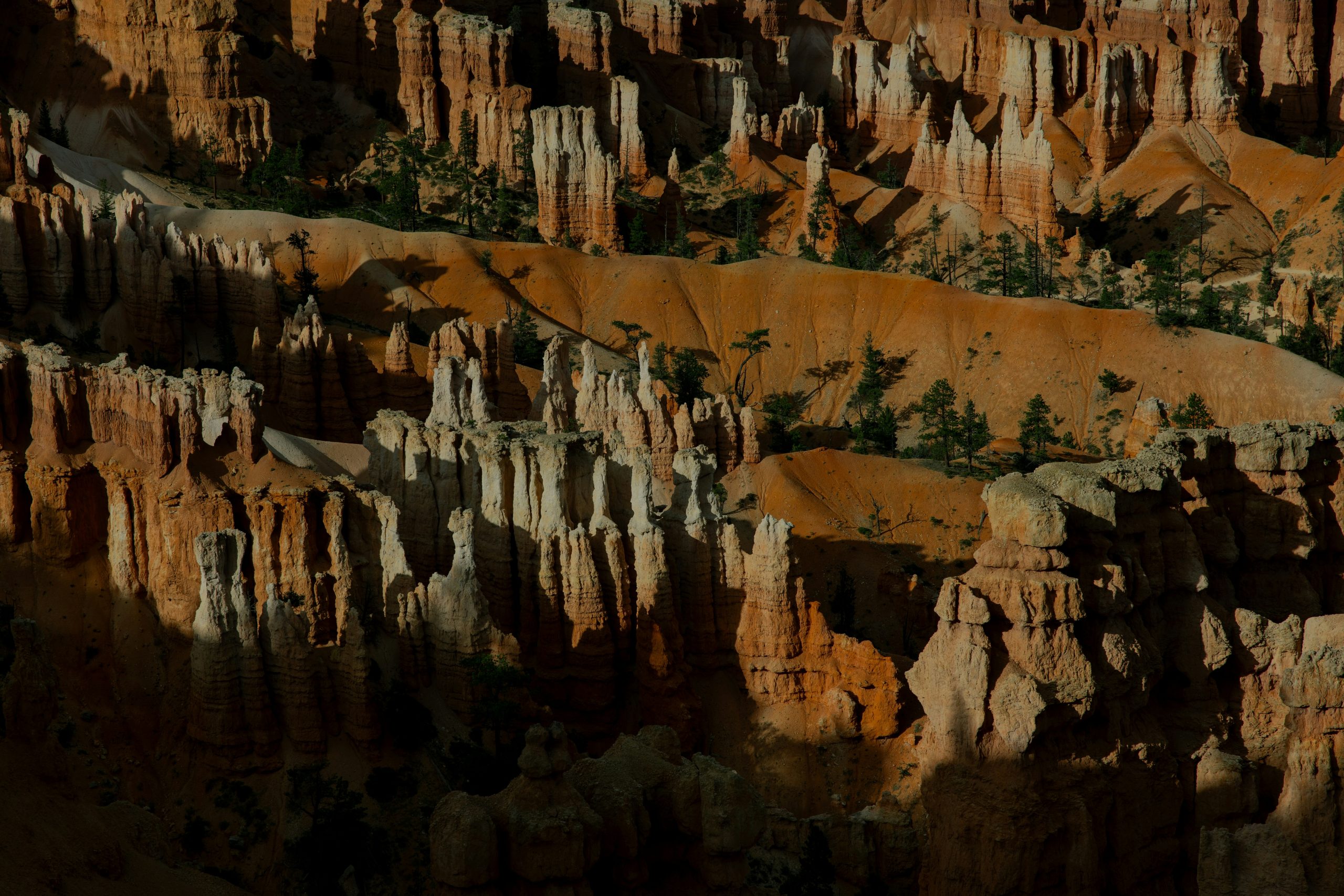 Low sun lights rows of hoodoos and pines in the Bryce Canyon amphitheater.