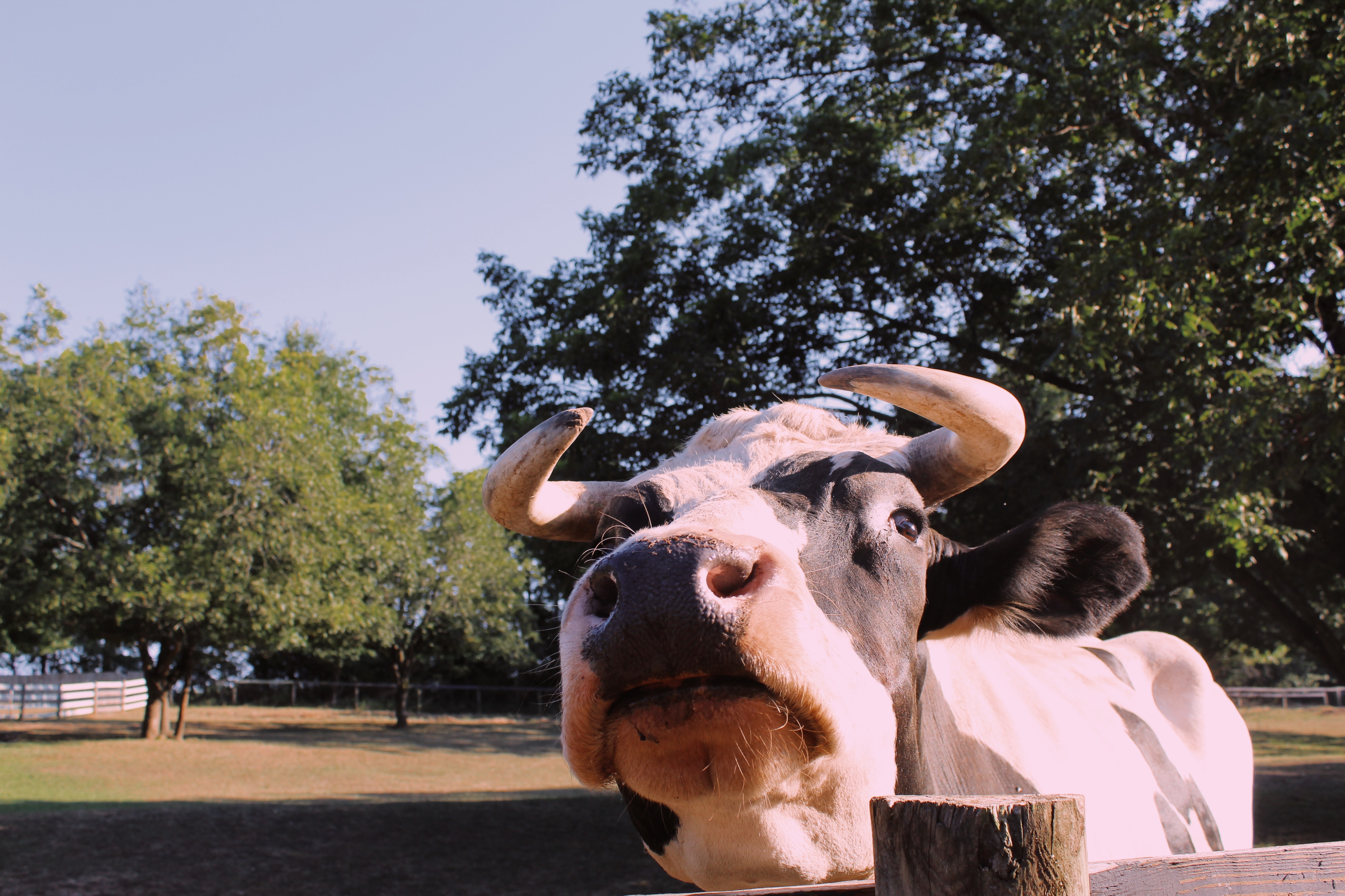 Aarya Bhatt - Cows, Climate, and Change: Youth Advocacy Starts Here. - Image 2