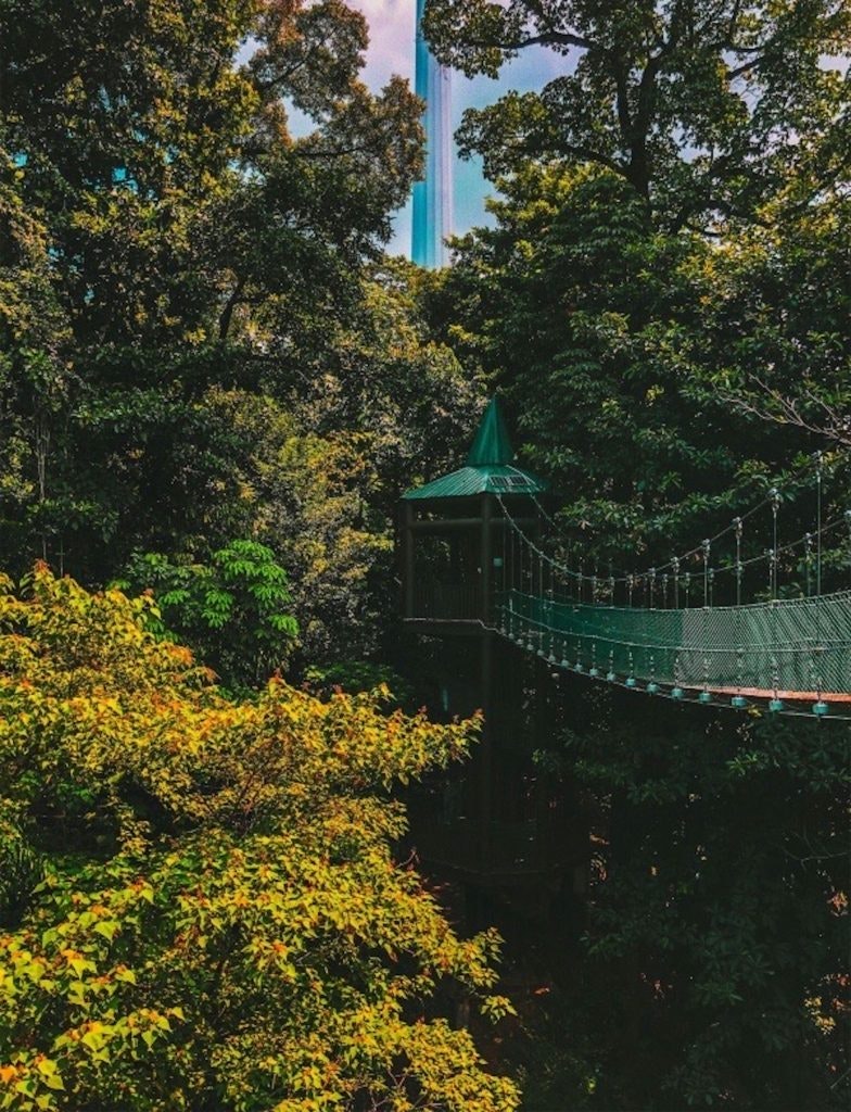 Kuala Lumpur Forest Eco Park features canopy walks that weave between green trees. This urban oasis offers a unique opportunity to experience nature from above, allowing you to immerse yourself in the lush surroundings while enjoying breathtaking views of the forest below.