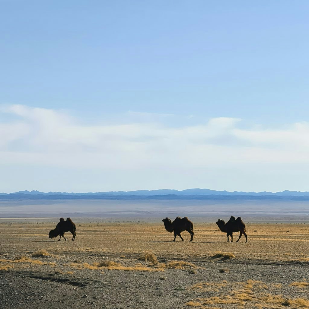 Bactrian camels walk in Mongolia.