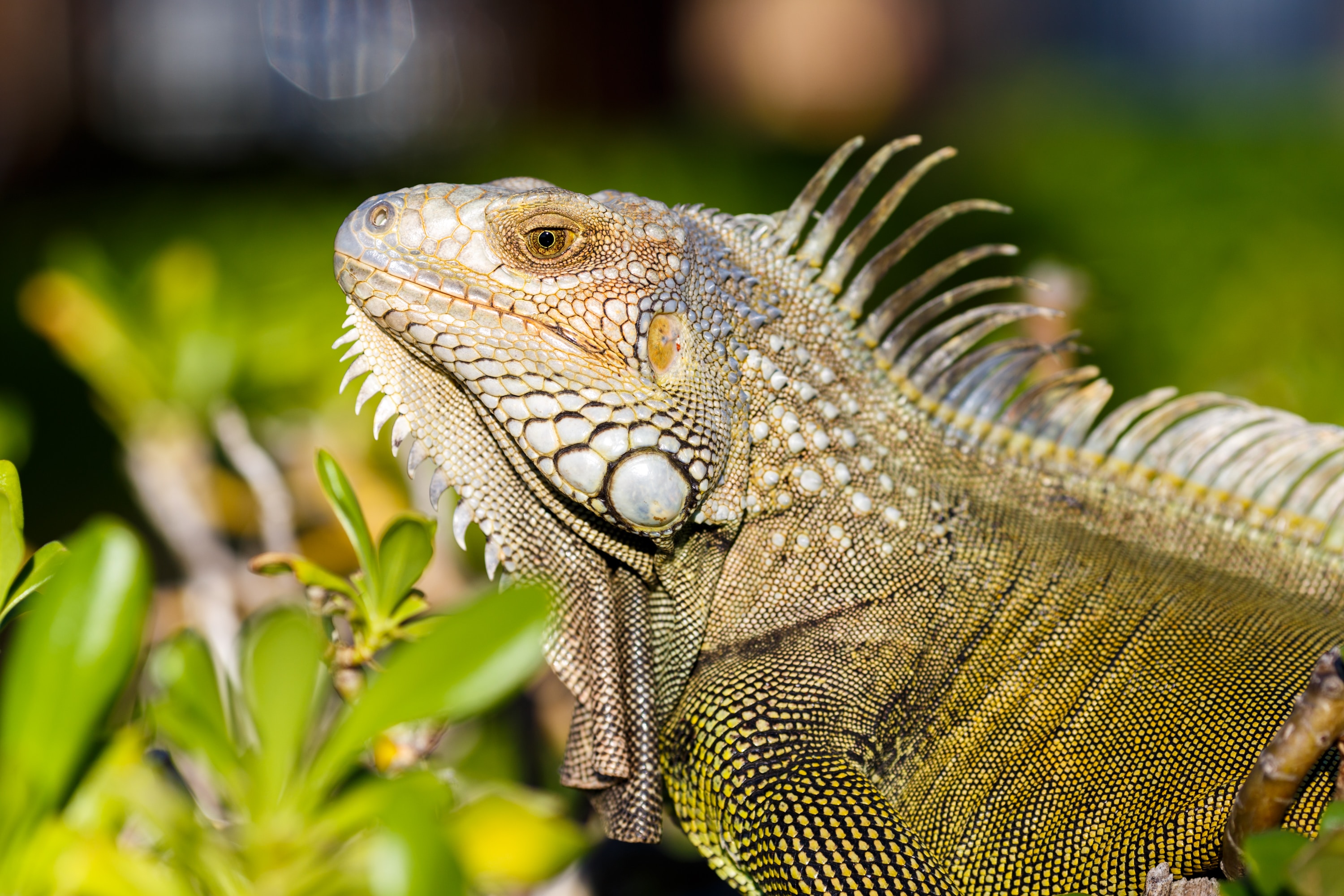 Close-up of a green iguana perched among leaves