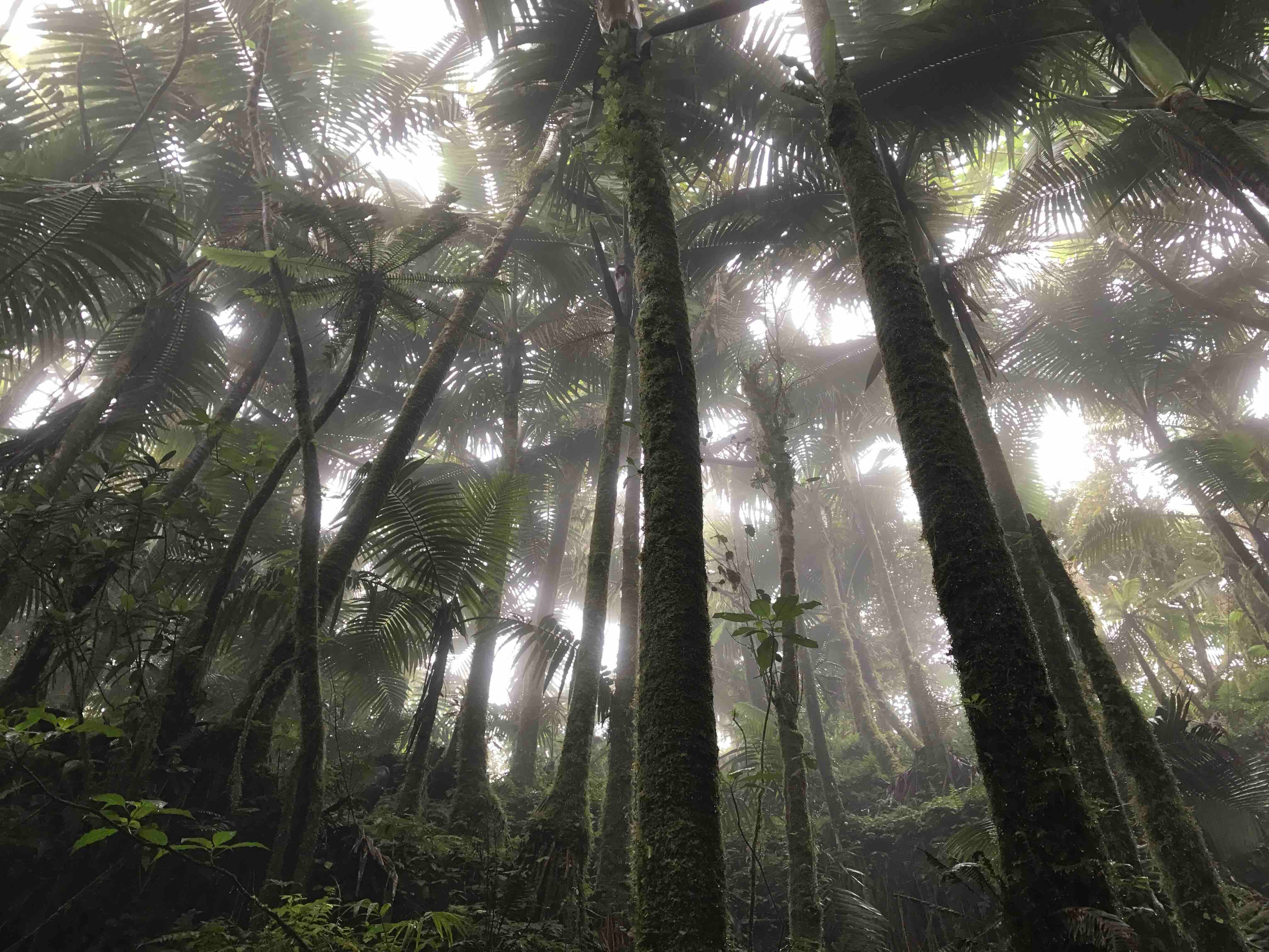 Sunlight filters through mist and towering palms in a dense rainforest canopy