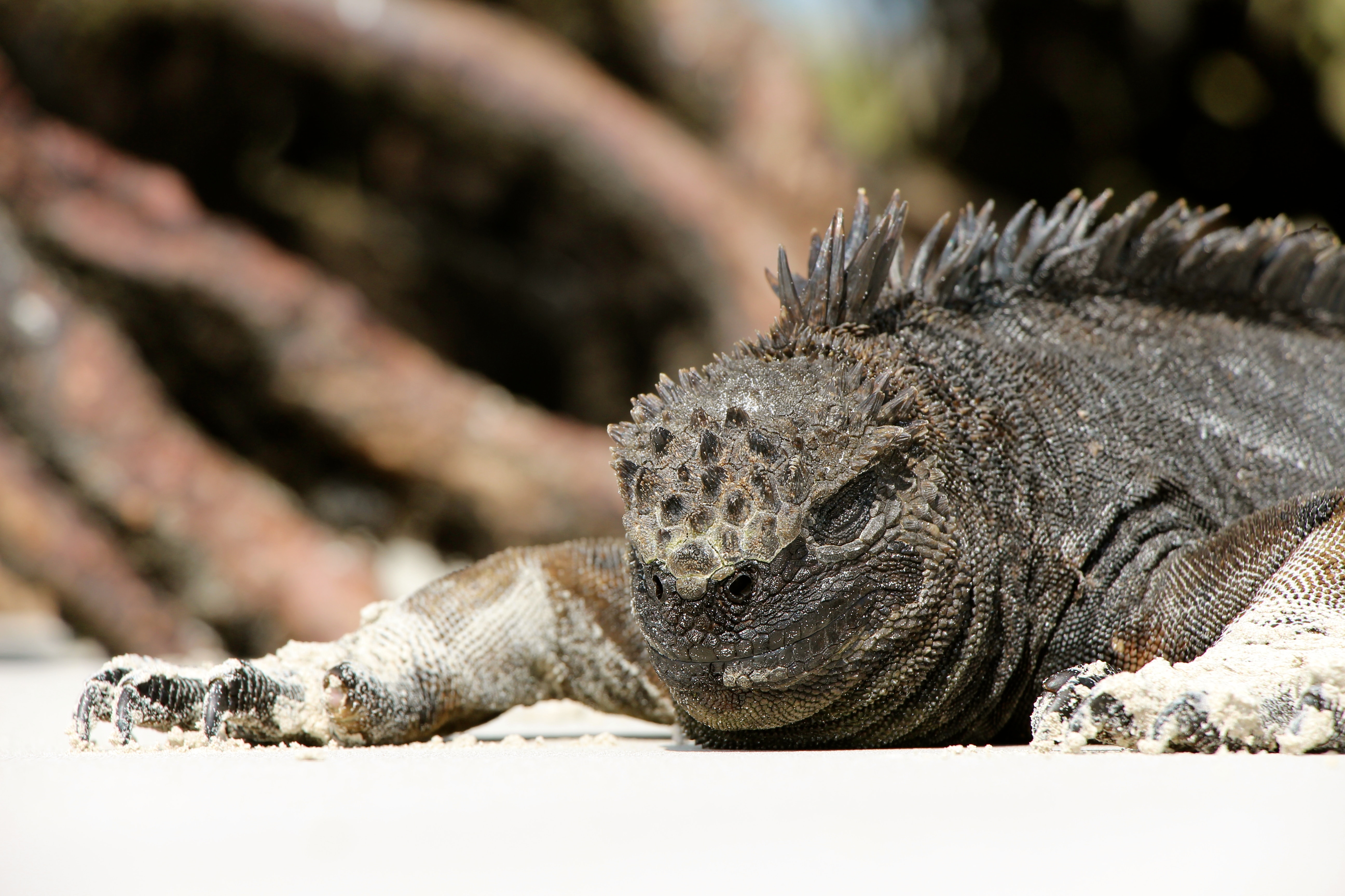 A marine iguana rests on white sand with driftwood blurred in the background