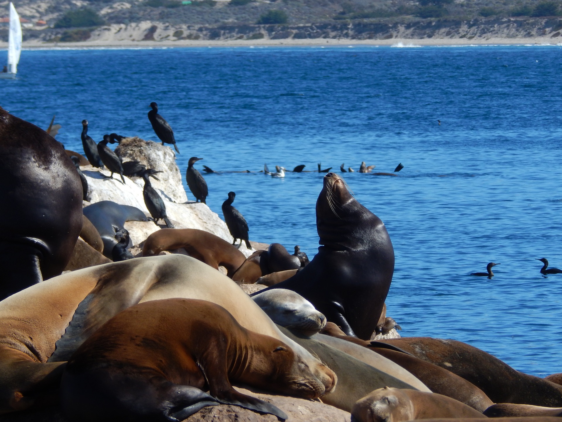 Sea lions and cormorants gather on rocks along the coastline